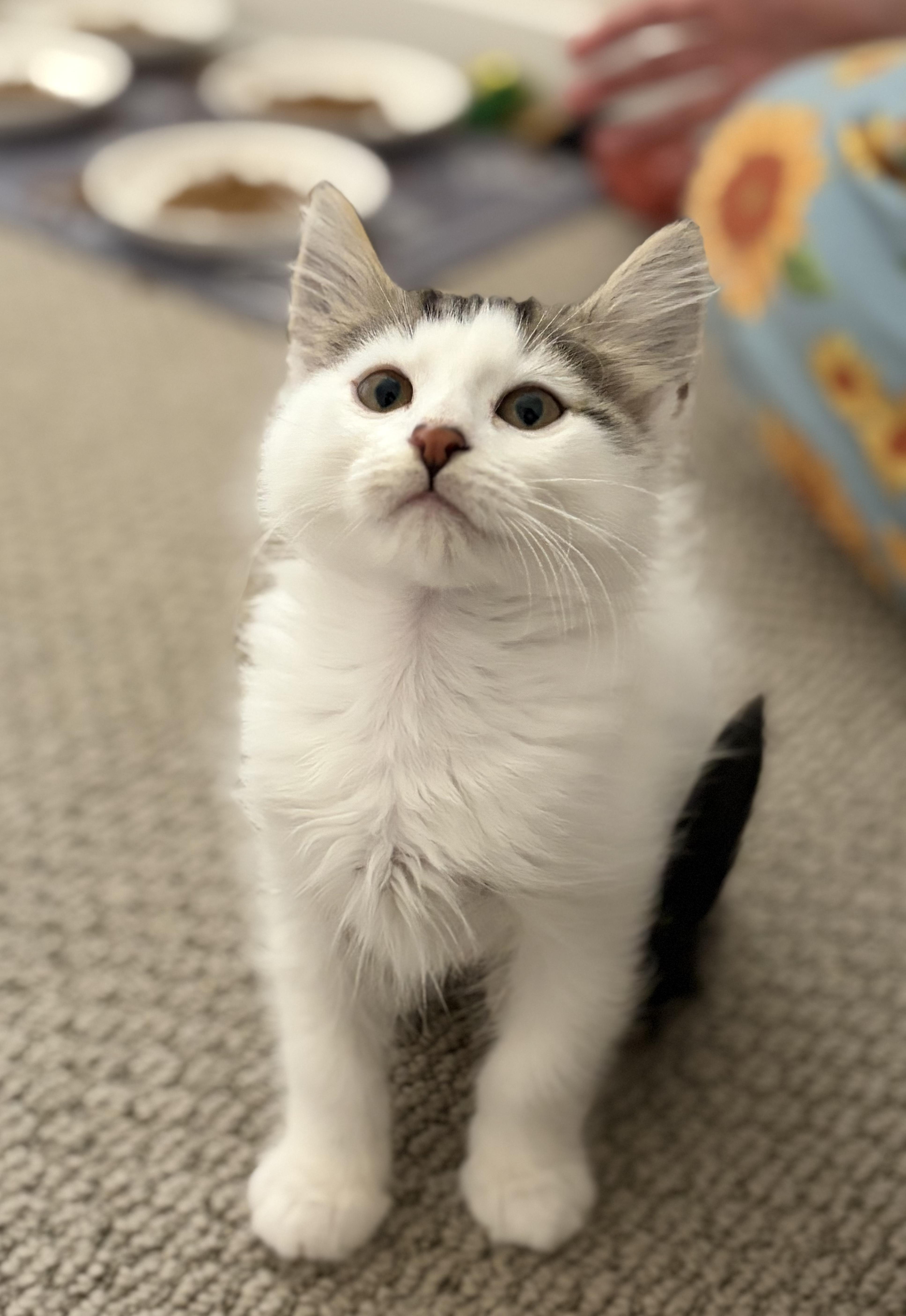 Kirby, ADOPTABLE, Kitten Male Domestic Medium Hair.