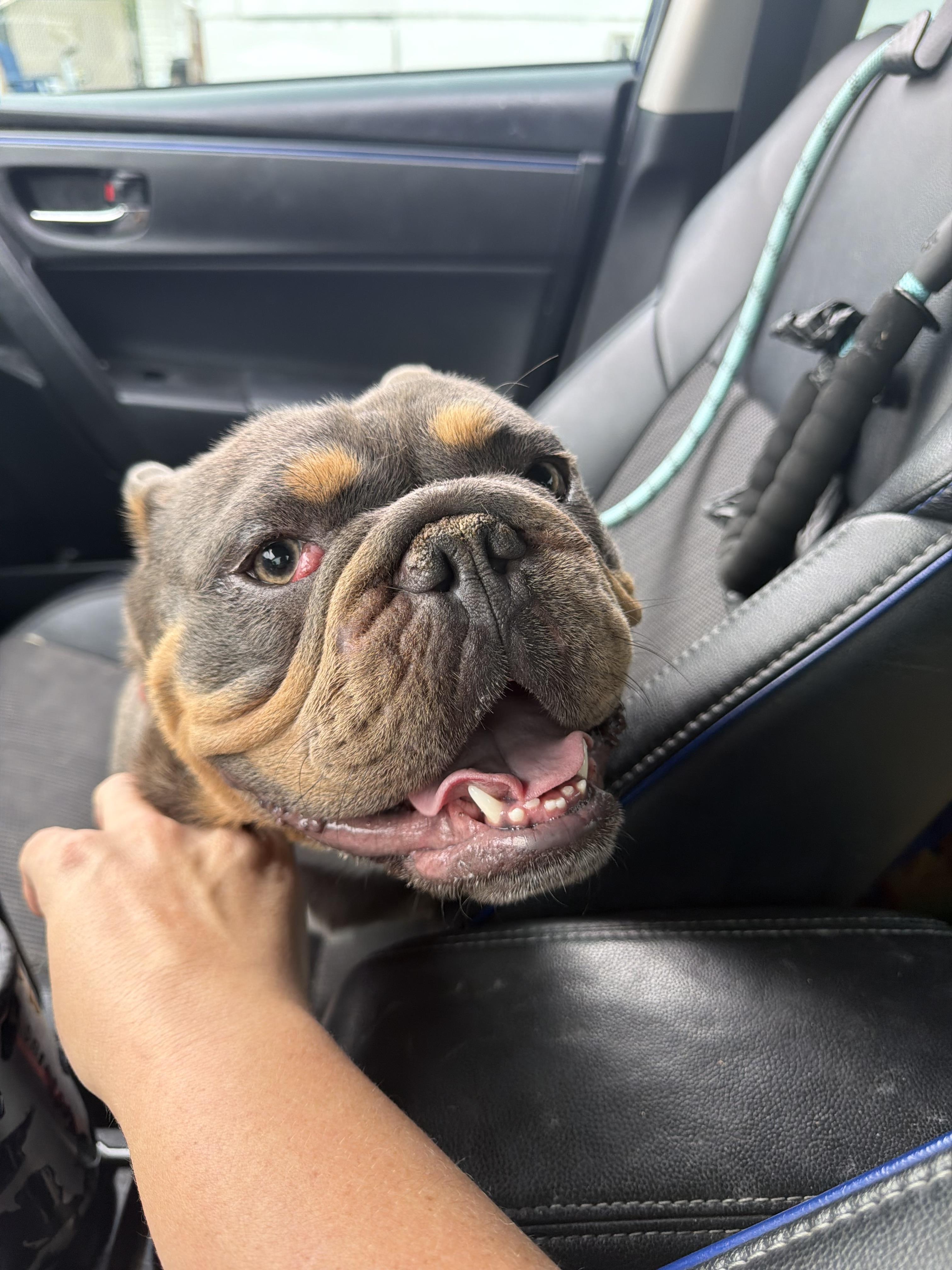 Cheeto, a Adopted English Bulldog in Mesa, AZ image 1/5