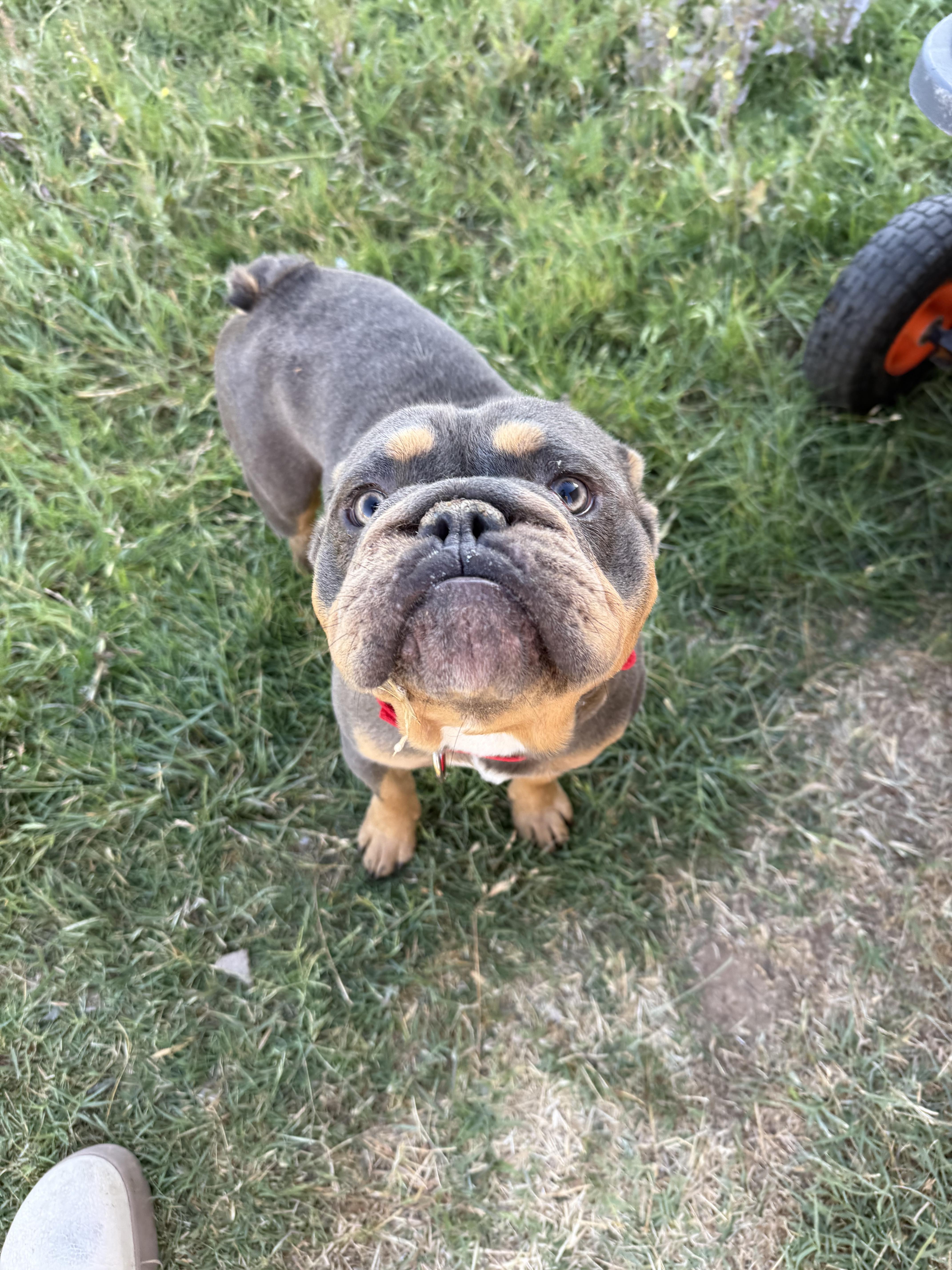 Cheeto, Adoptable, Adult Male English Bulldog.