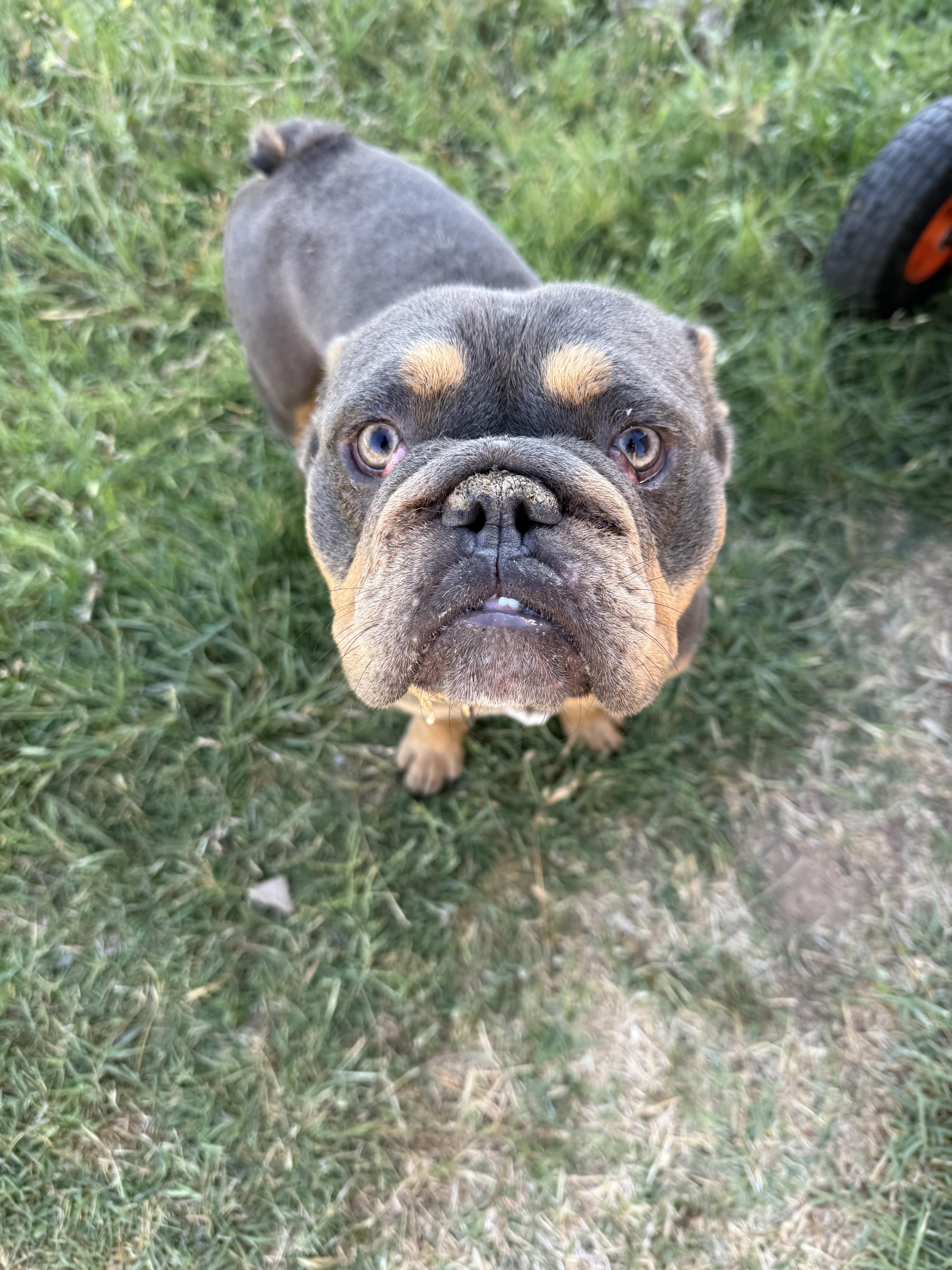 Enlarge Cheeto, a Adoptable English Bulldog in Mesa, AZ image 2/3