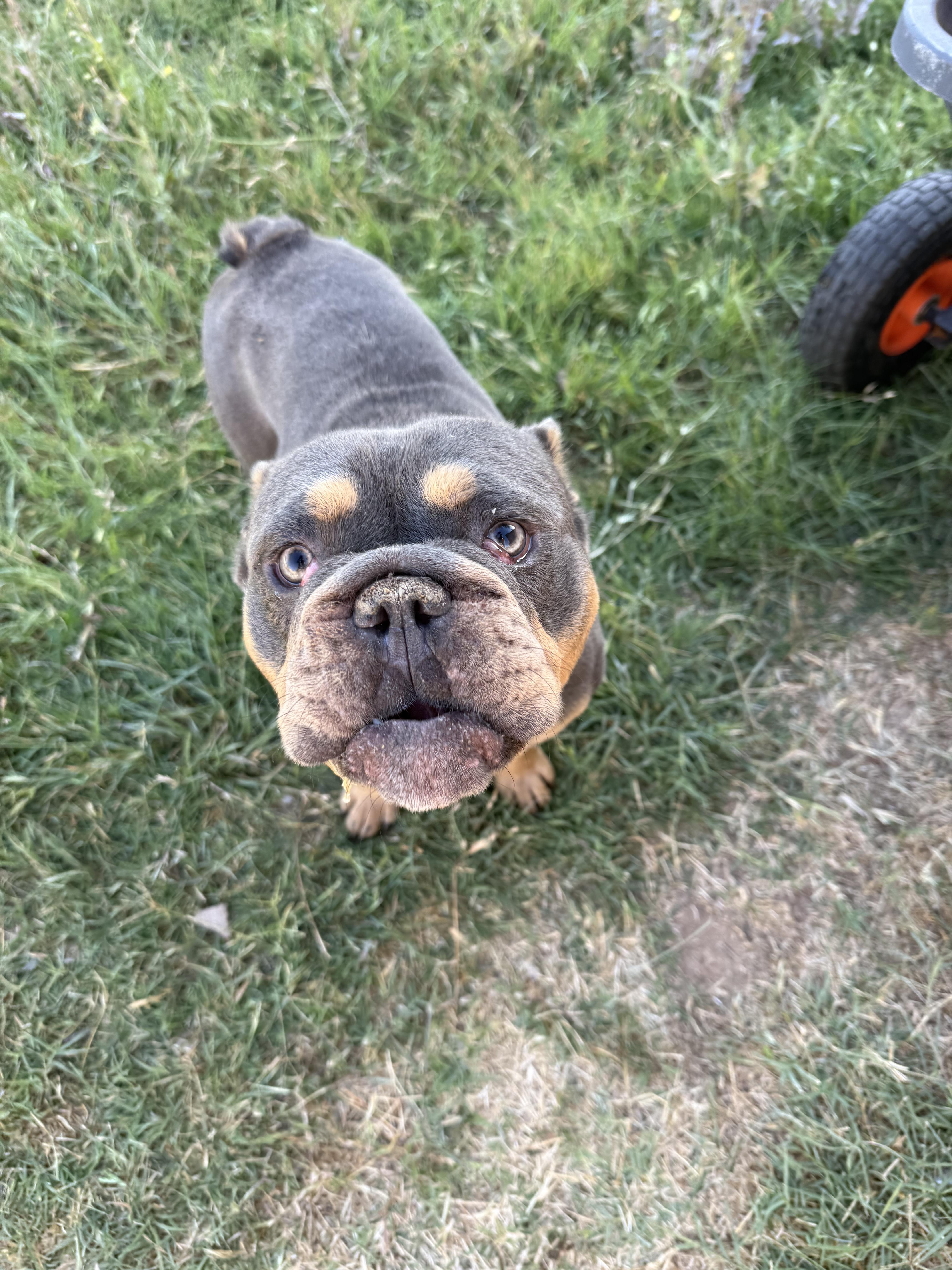 Enlarge Cheeto, a Adoptable English Bulldog in Mesa, AZ image 3/3