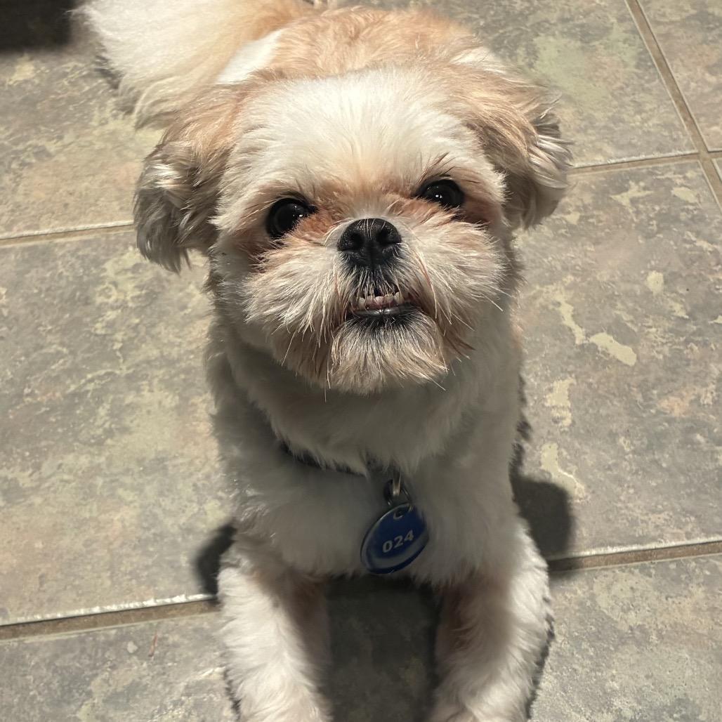Templeton, Adoptable, Adult Male Shih Tzu.