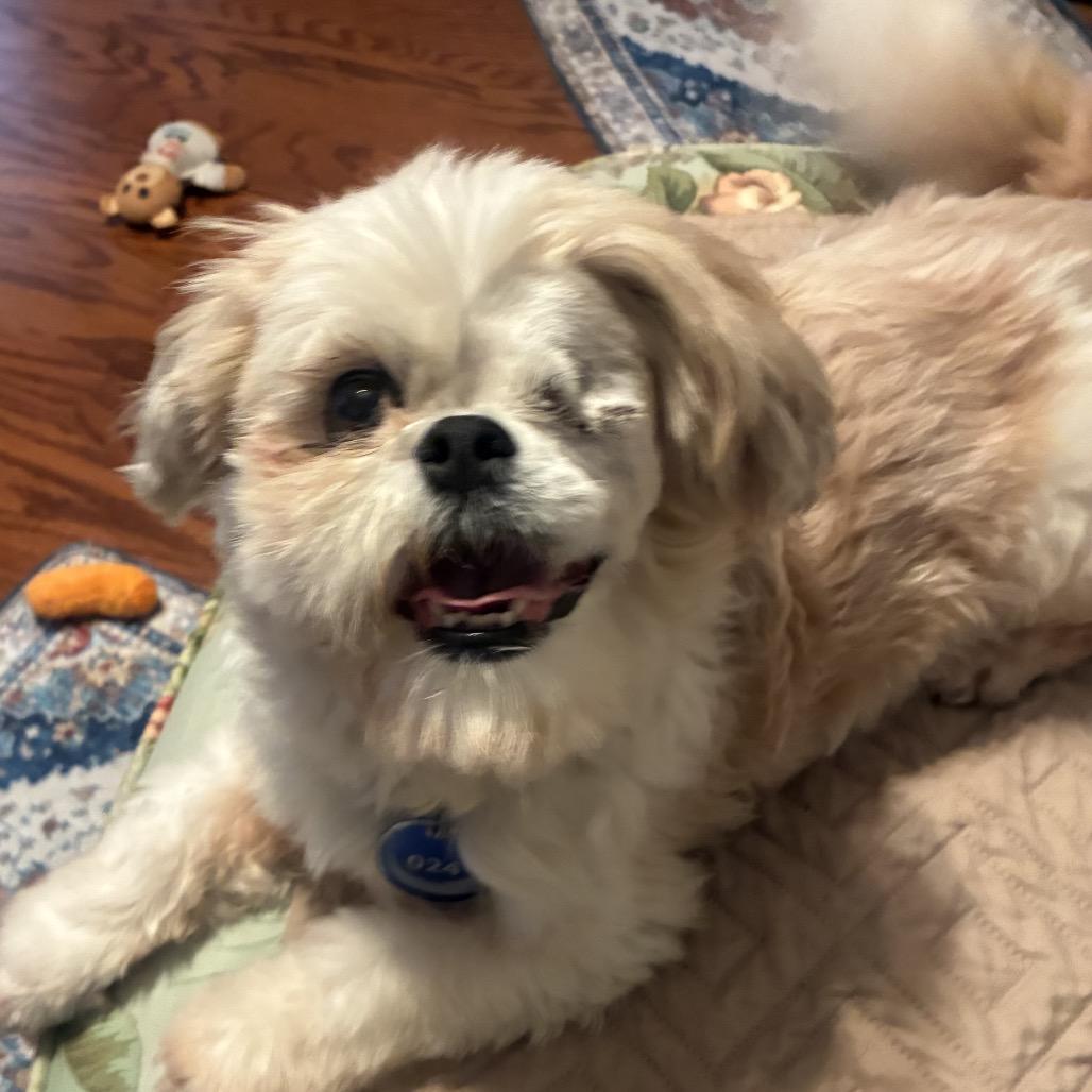 Enlarge Templeton, a Adoptable Shih Tzu in Daphne, AL image 2/3
