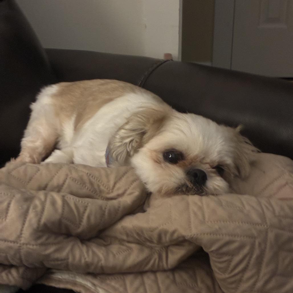 Enlarge Templeton, a Adoptable Shih Tzu in Daphne, AL image 3/3