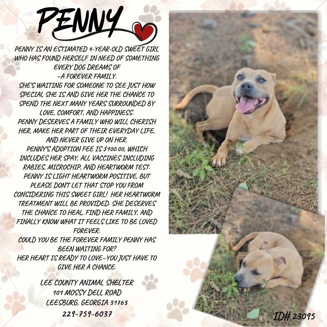 Enlarge Penny, a ADOPTABLE Pit Bull Terrier in Leesburg, GA image 1/1