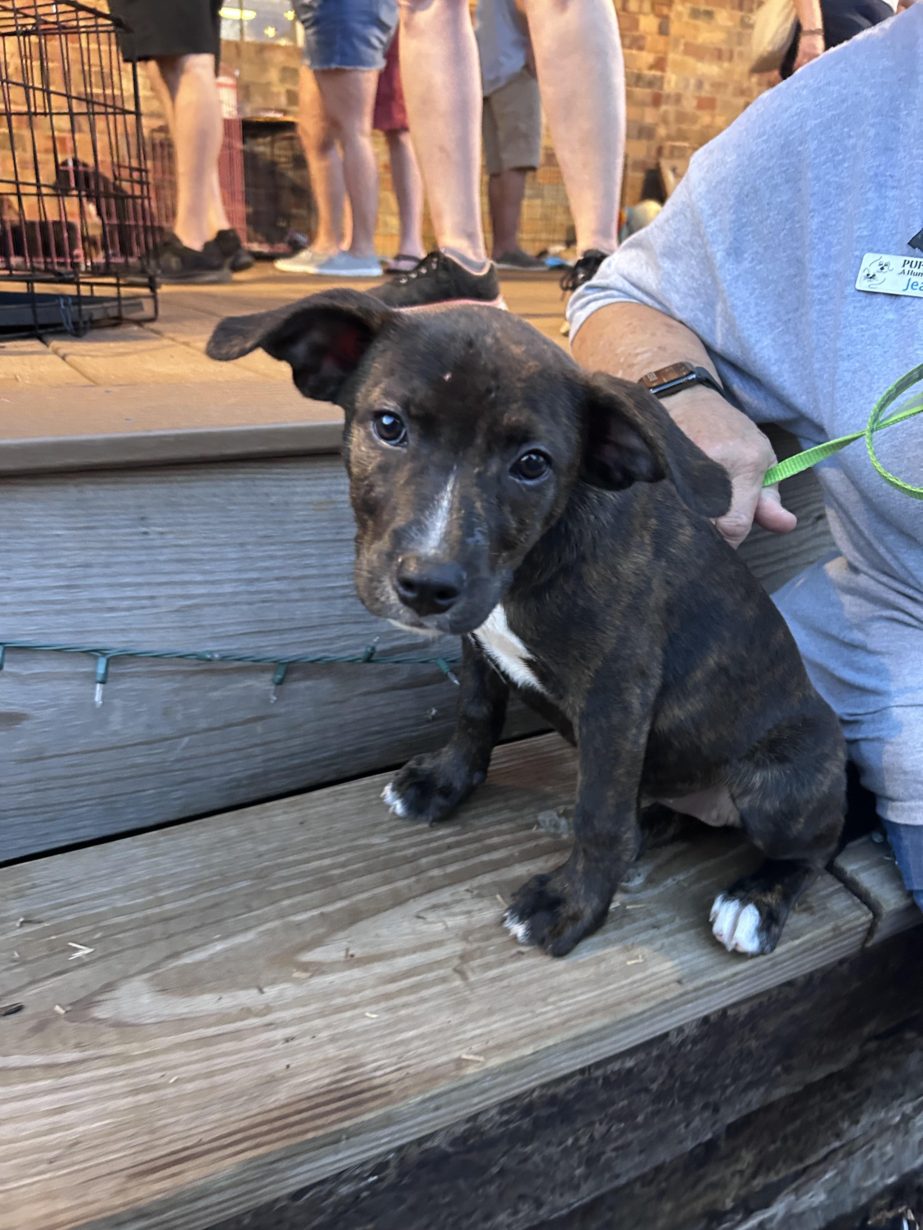 Turtle, Adoptable, Young Female Labrador Retriever & Staffordshire Bull Terrier.