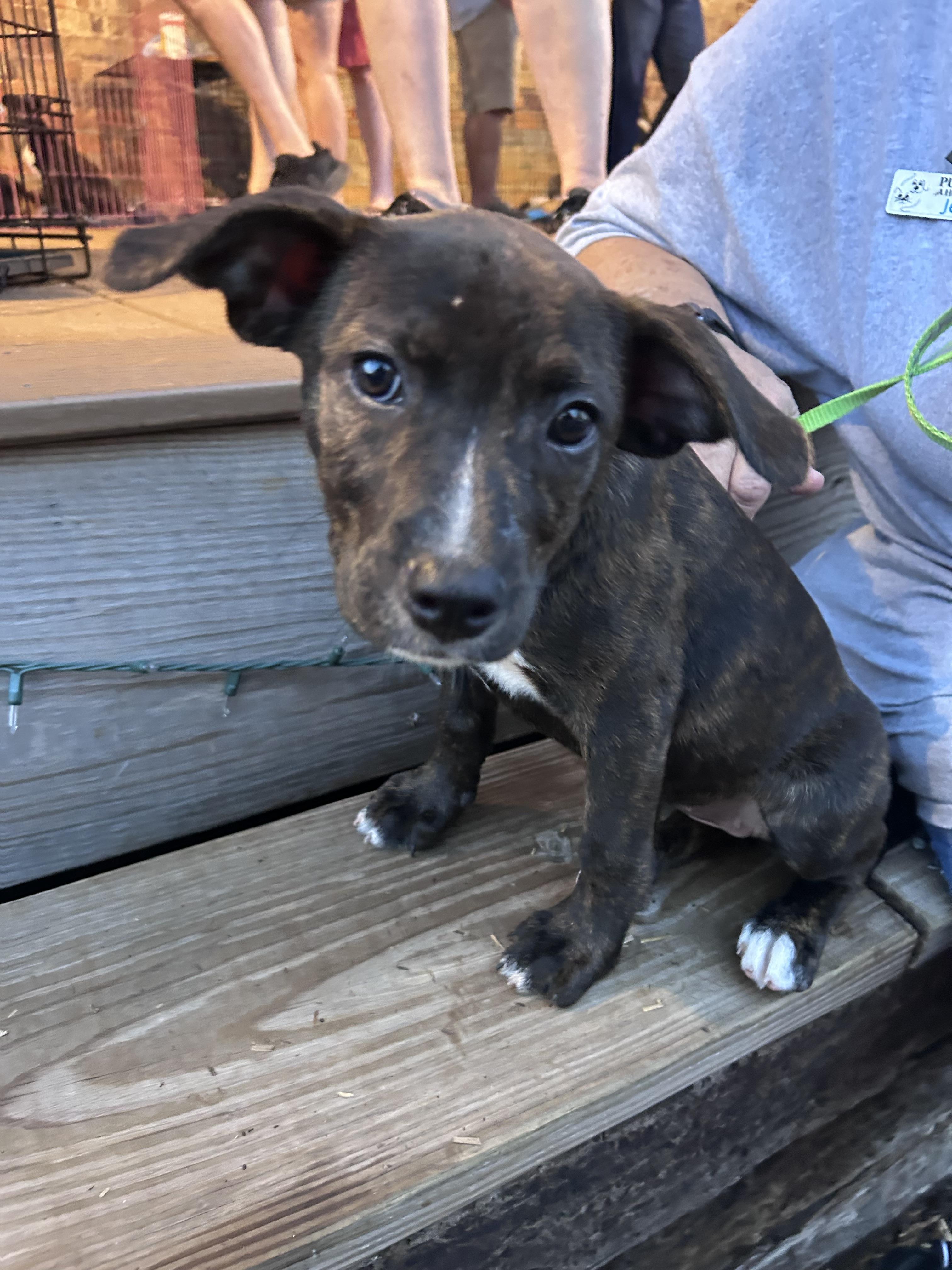 Enlarge Turtle, a Adoptable mixed breed in Winder, GA image 2/3