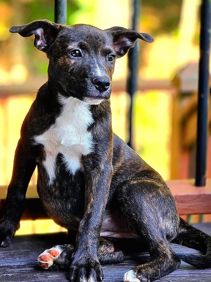 Enlarge Turtle, a Adoptable mixed breed in Winder, GA image 3/3