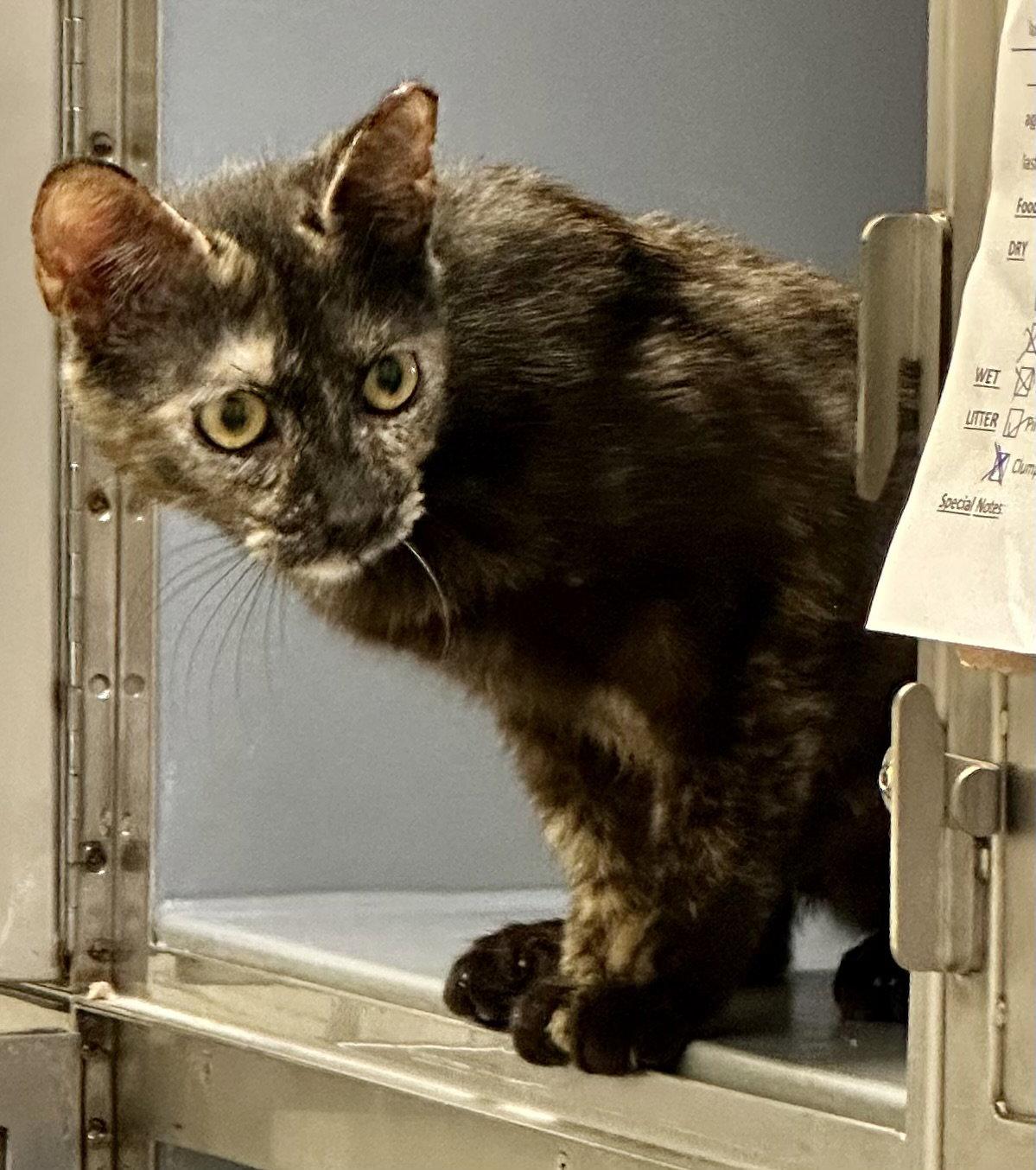 Enlarge Hoot, a Adopted mixed breed in Phoenix, AZ image 1/3