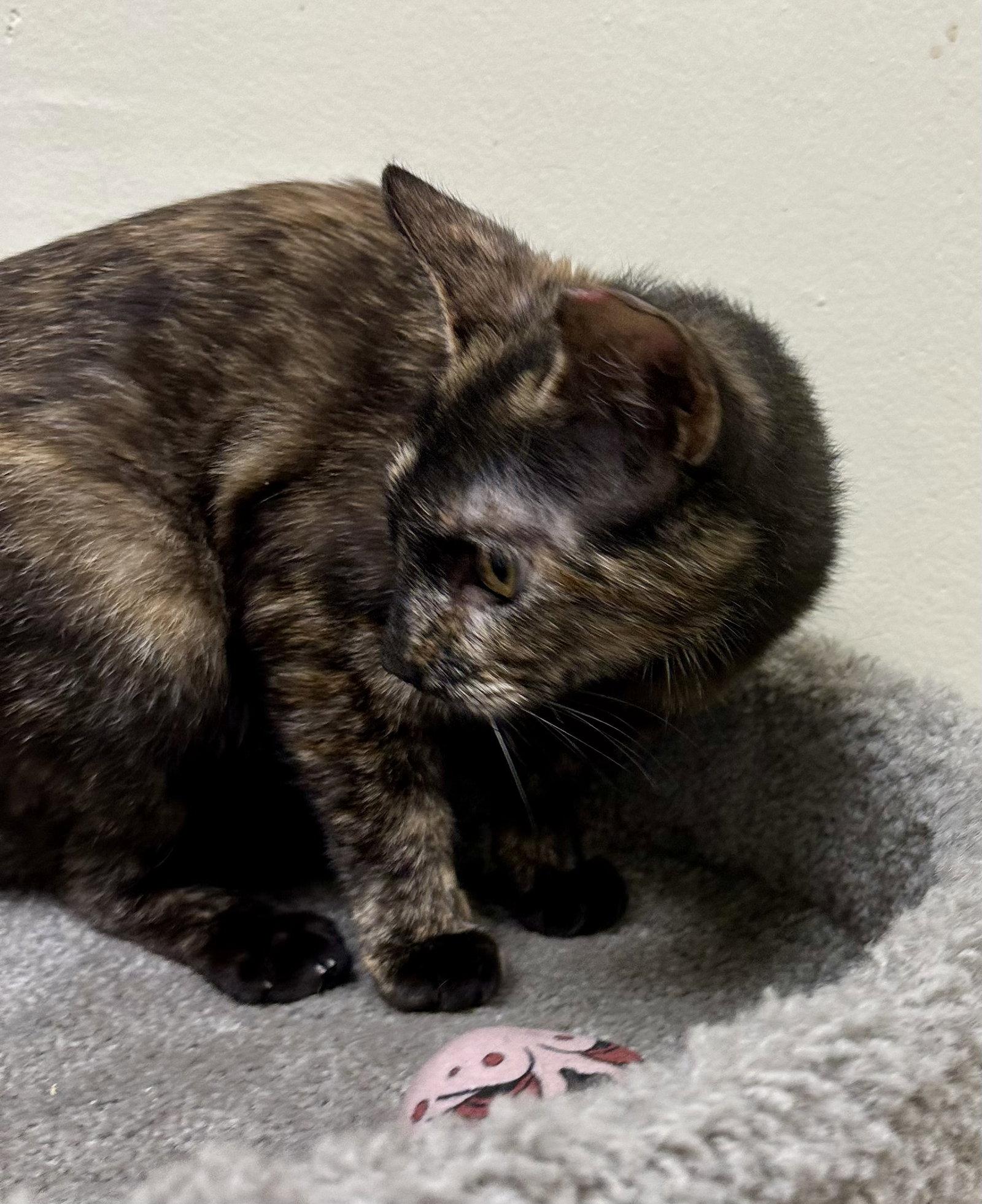 Enlarge Hoot, a Adopted mixed breed in Phoenix, AZ image 2/3