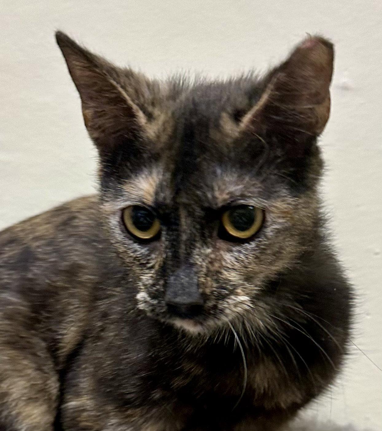 Enlarge Hoot, a Adopted mixed breed in Phoenix, AZ image 3/3