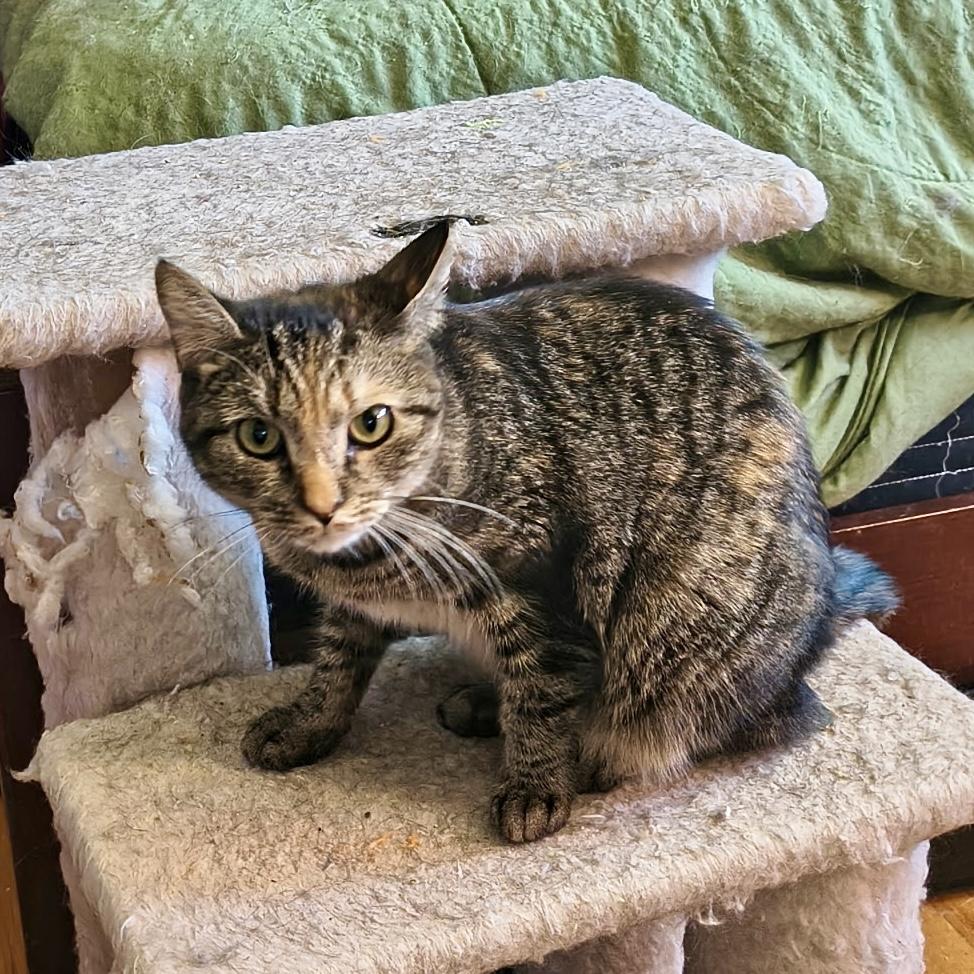 Enlarge Katie Rose, a Adoptable Torbie in Albany, NY image 3/5