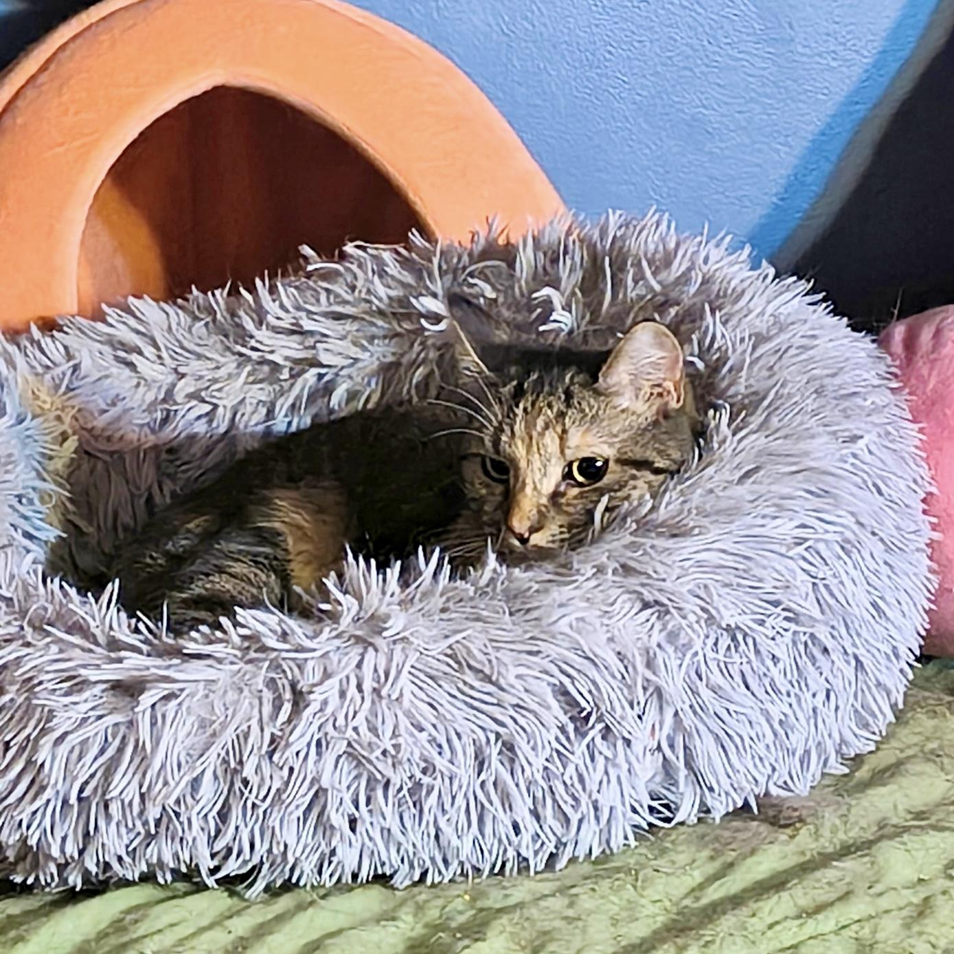 Enlarge Katie Rose, a Adoptable Torbie in Albany, NY image 5/5