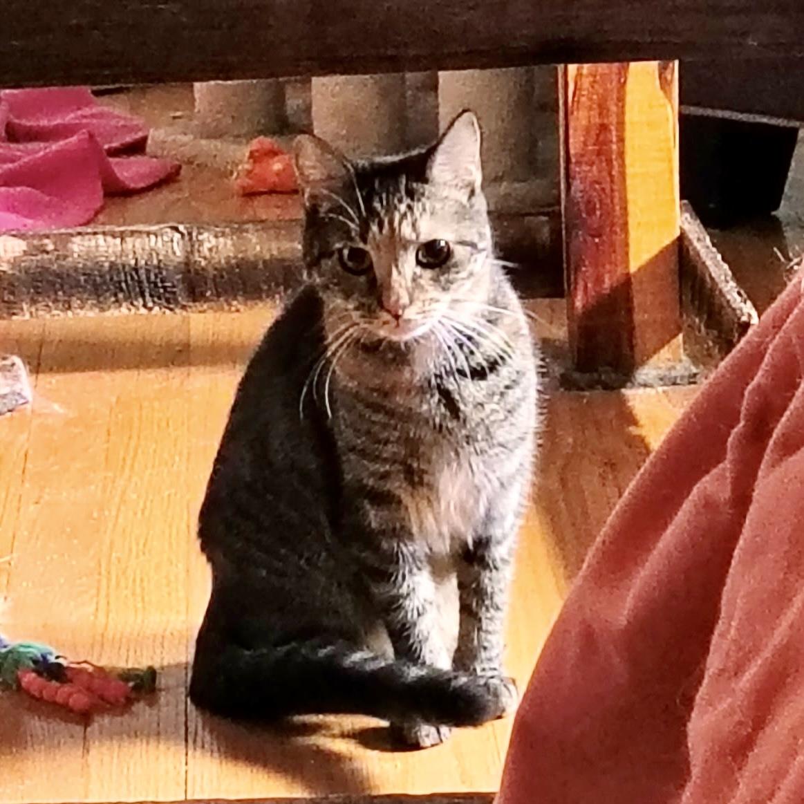 Enlarge Katie Rose, a Adoptable Torbie in Albany, NY image 2/5