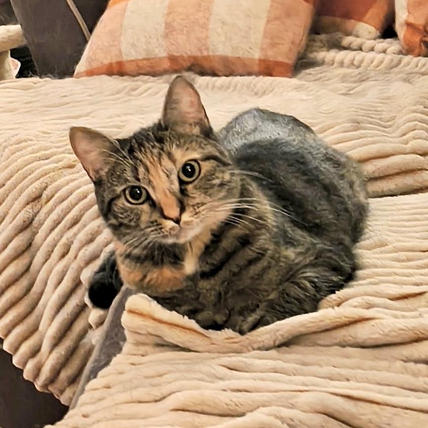 Enlarge Katie Rose, a Adoptable Torbie in Albany, NY image 1/5