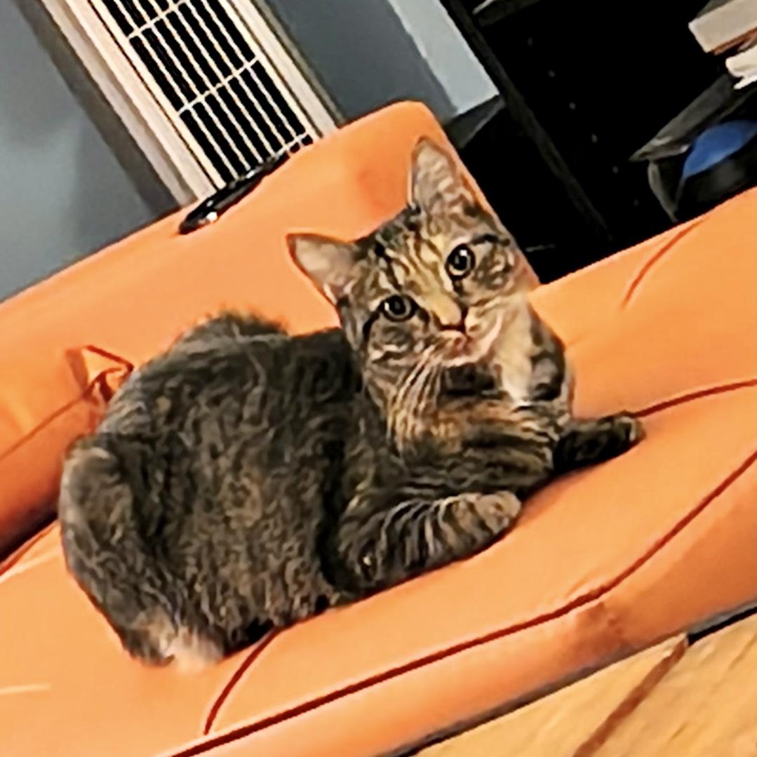 Enlarge Katie Rose, a Adoptable Torbie in Albany, NY image 4/5