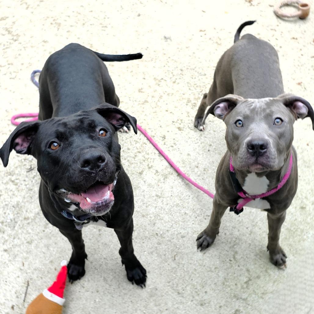 Thelma, a Adoptable Pit Bull Terrier in Michigan City, IN image 1/6
