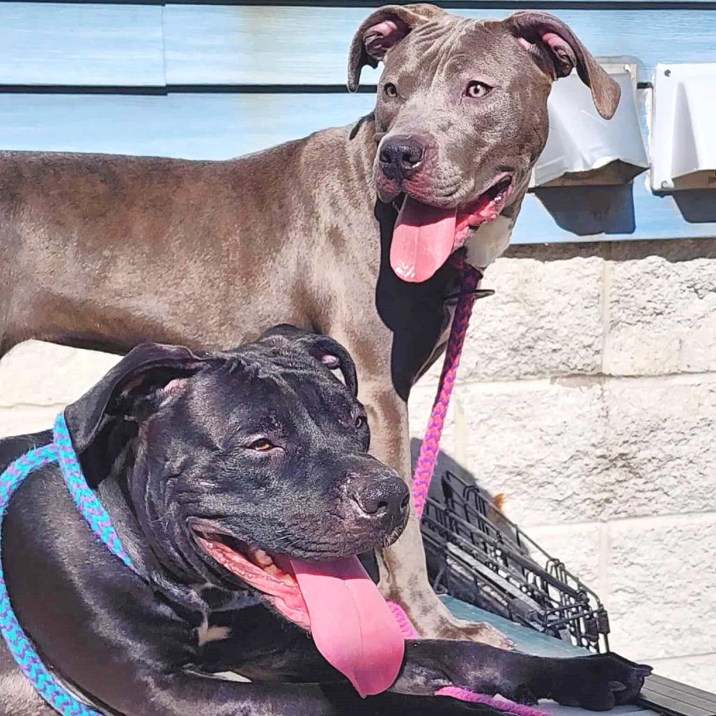 Thelma, a Adoptable Pit Bull Terrier in Michigan City, IN image 2/6