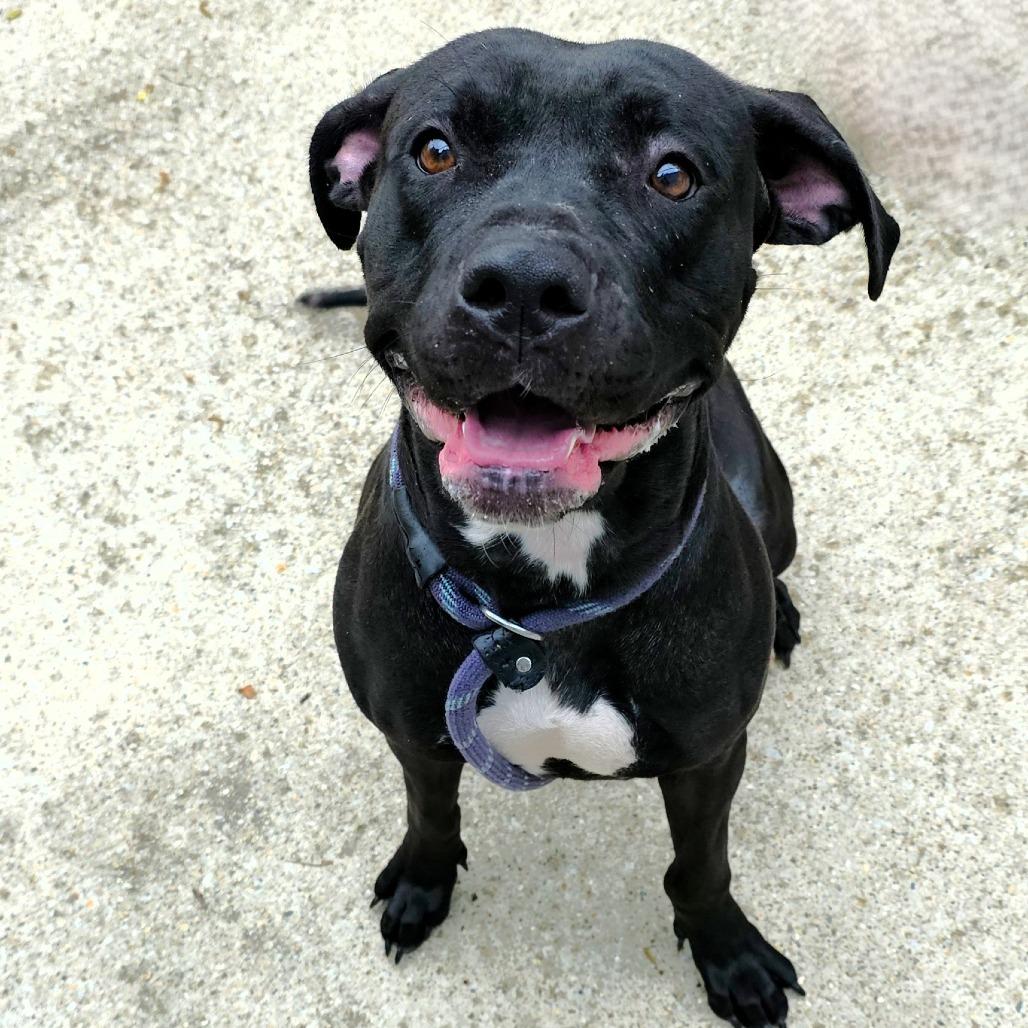 Thelma, a Adoptable Pit Bull Terrier in Michigan City, IN image 3/6
