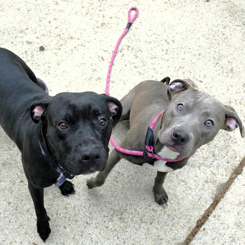 Thelma, a Adoptable Pit Bull Terrier in Michigan City, IN image 4/6