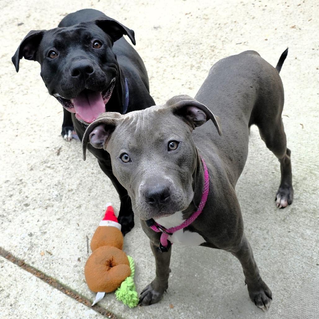 Thelma, a Adoptable Pit Bull Terrier in Michigan City, IN image 5/6
