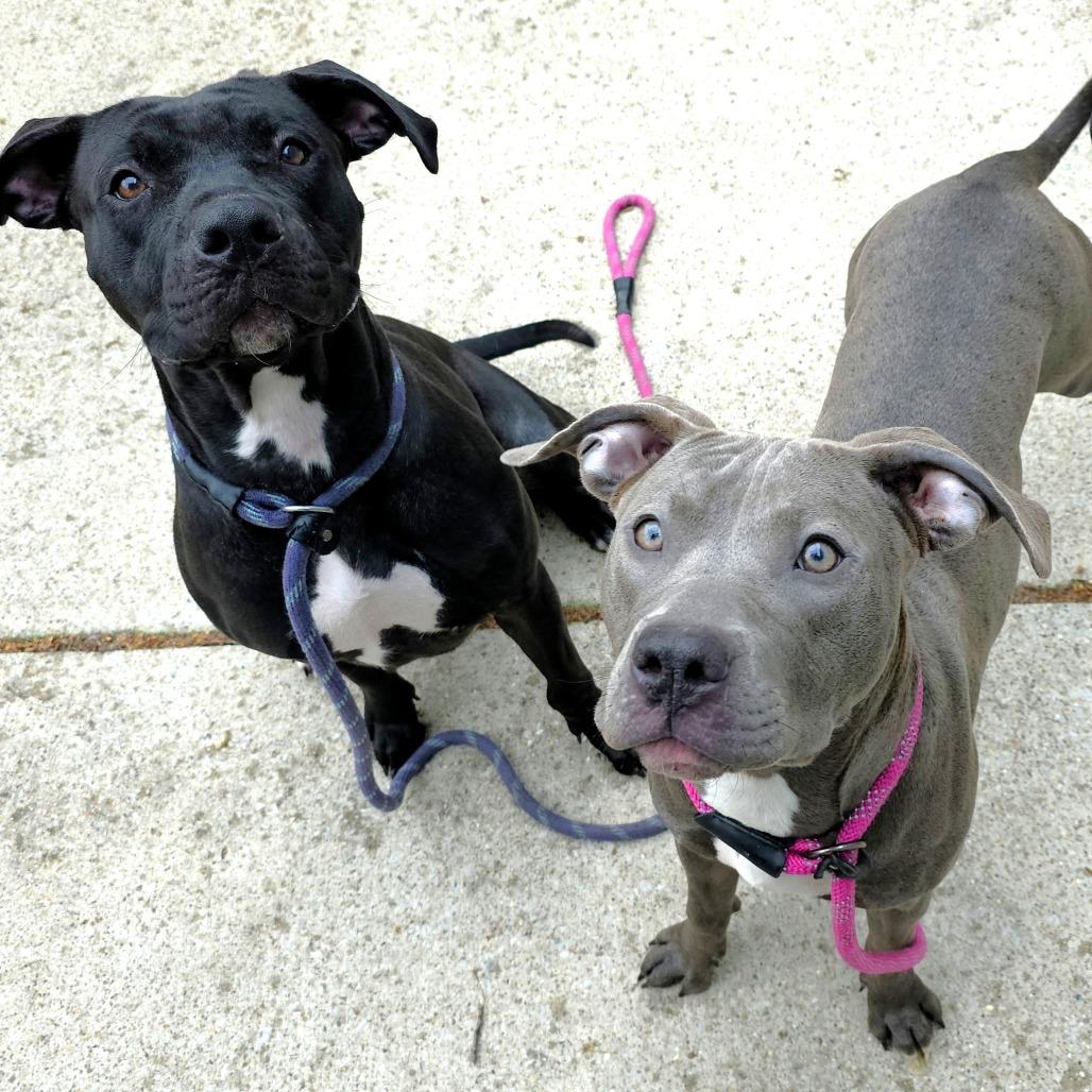 Thelma, a Adoptable Pit Bull Terrier in Michigan City, IN image 6/6