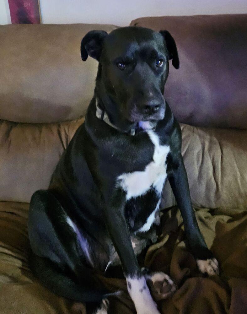 Mama, Adoptable, Adult Female Labrador Retriever.