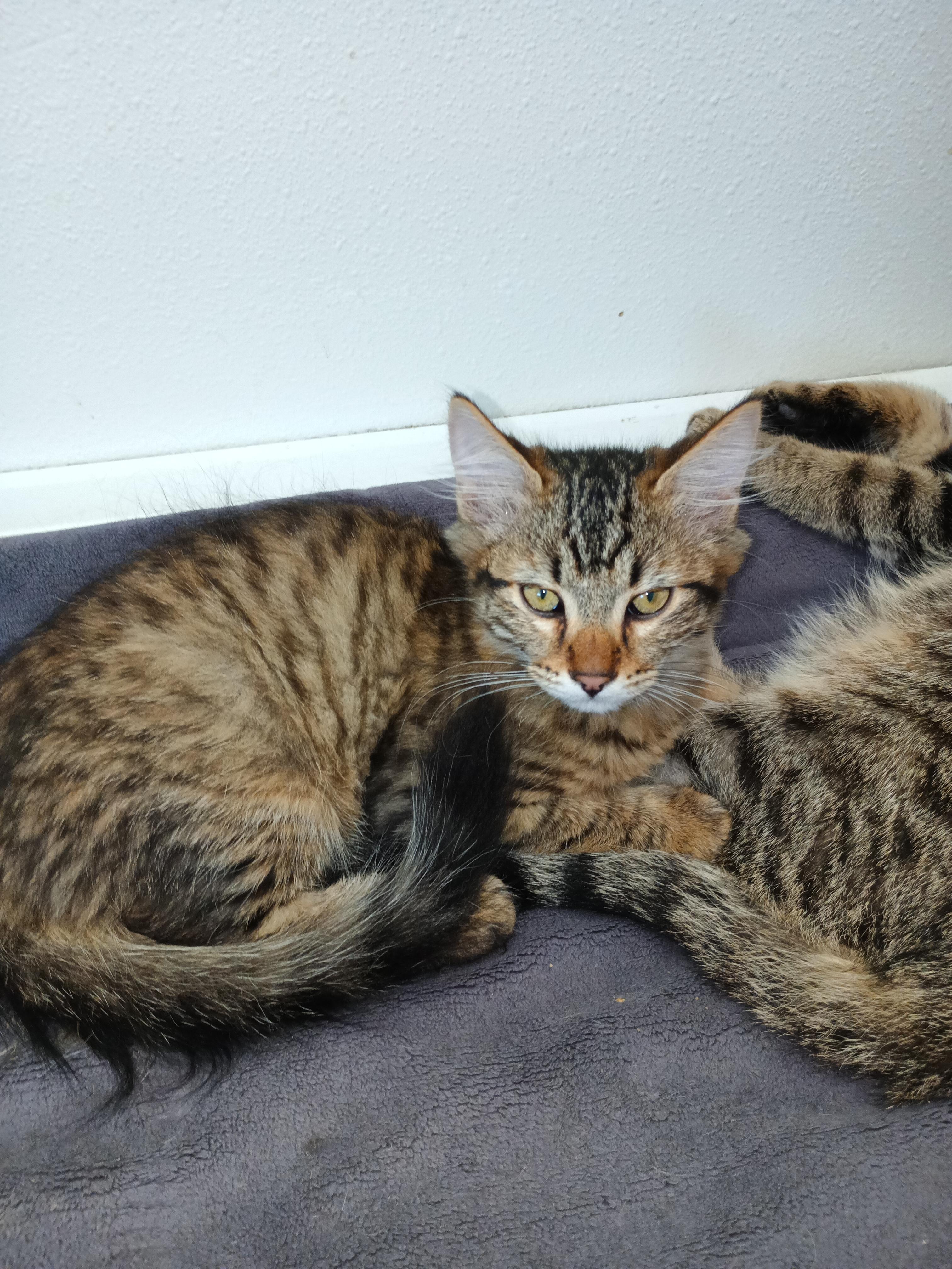 Enlarge Hammy, a ADOPTABLE Domestic Medium Hair in Silverdale, WA image 1/1