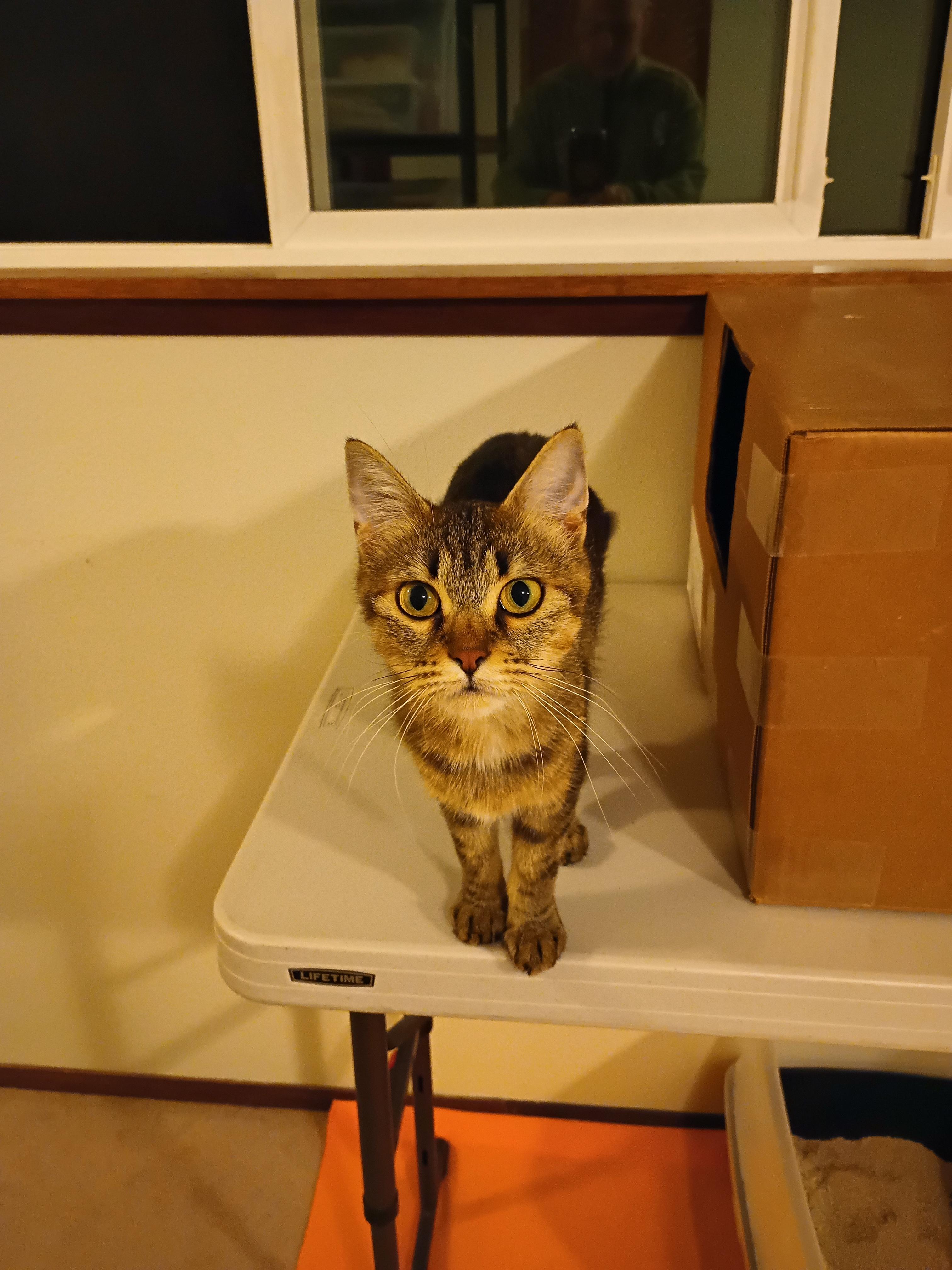 Enlarge Hammy, a Adoptable Domestic Medium Hair in Silverdale, WA image 2/3
