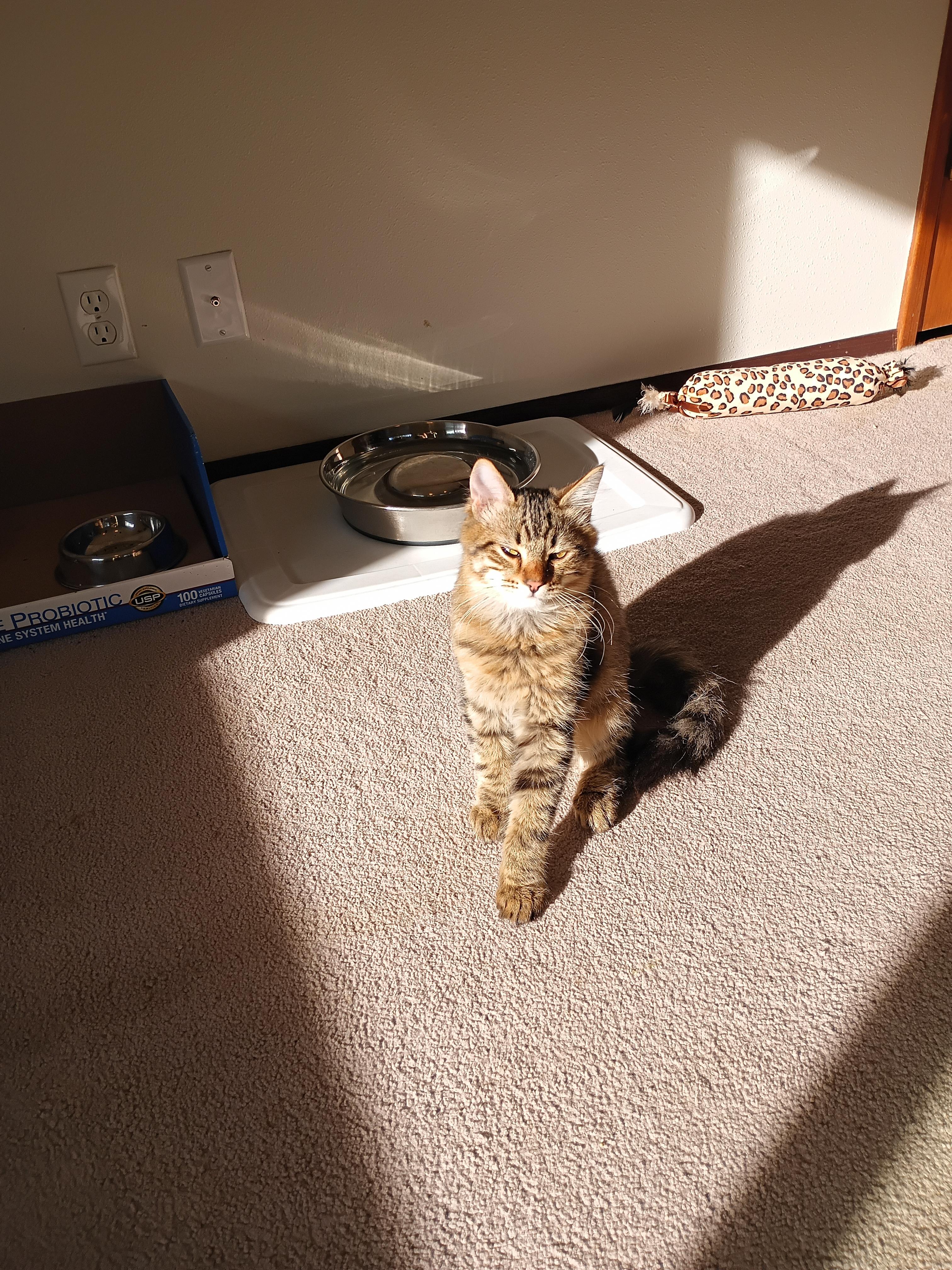 Enlarge Hammy, a Adoptable Domestic Medium Hair in Silverdale, WA image 3/3