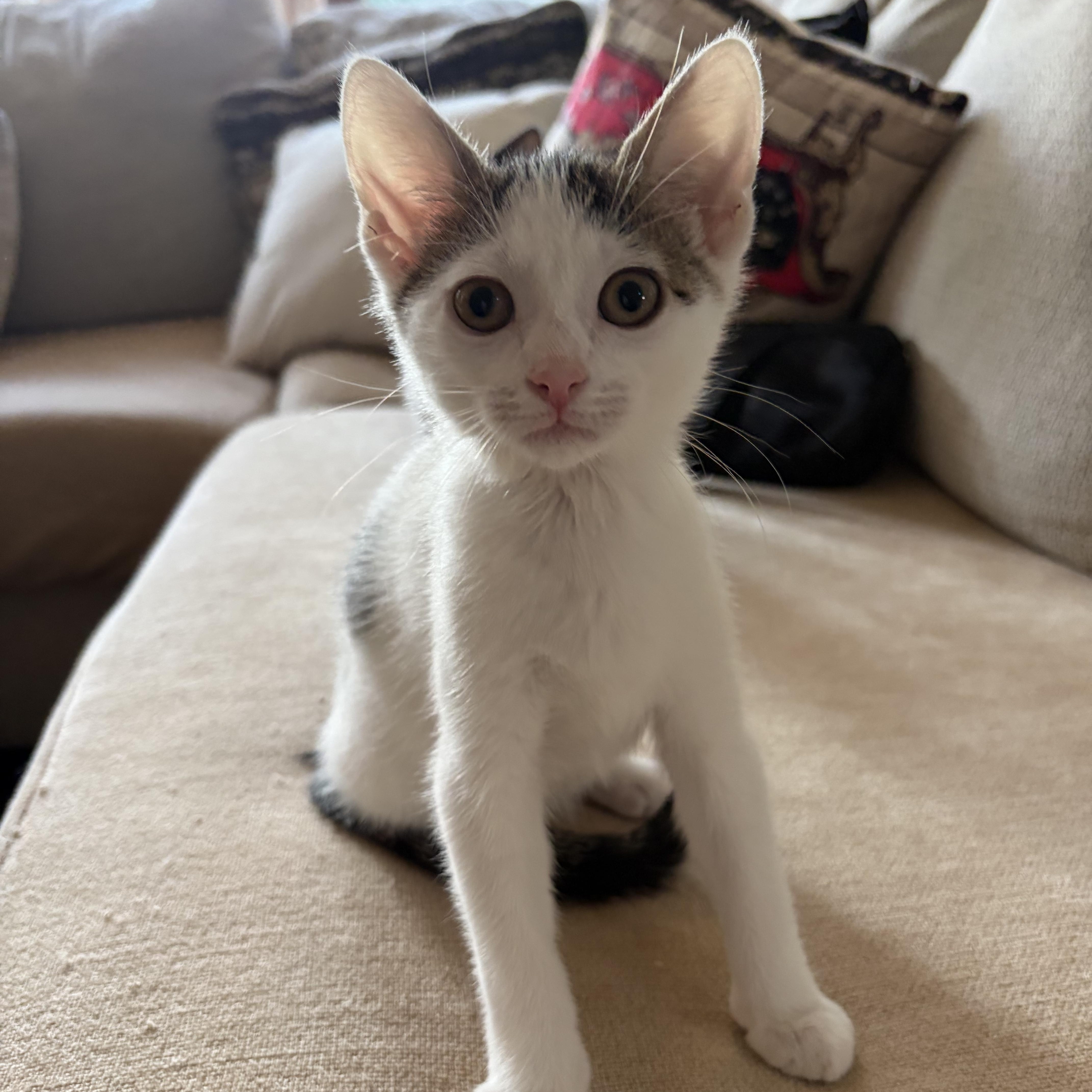Chloe, Adopted, Kitten Female Domestic Short Hair.