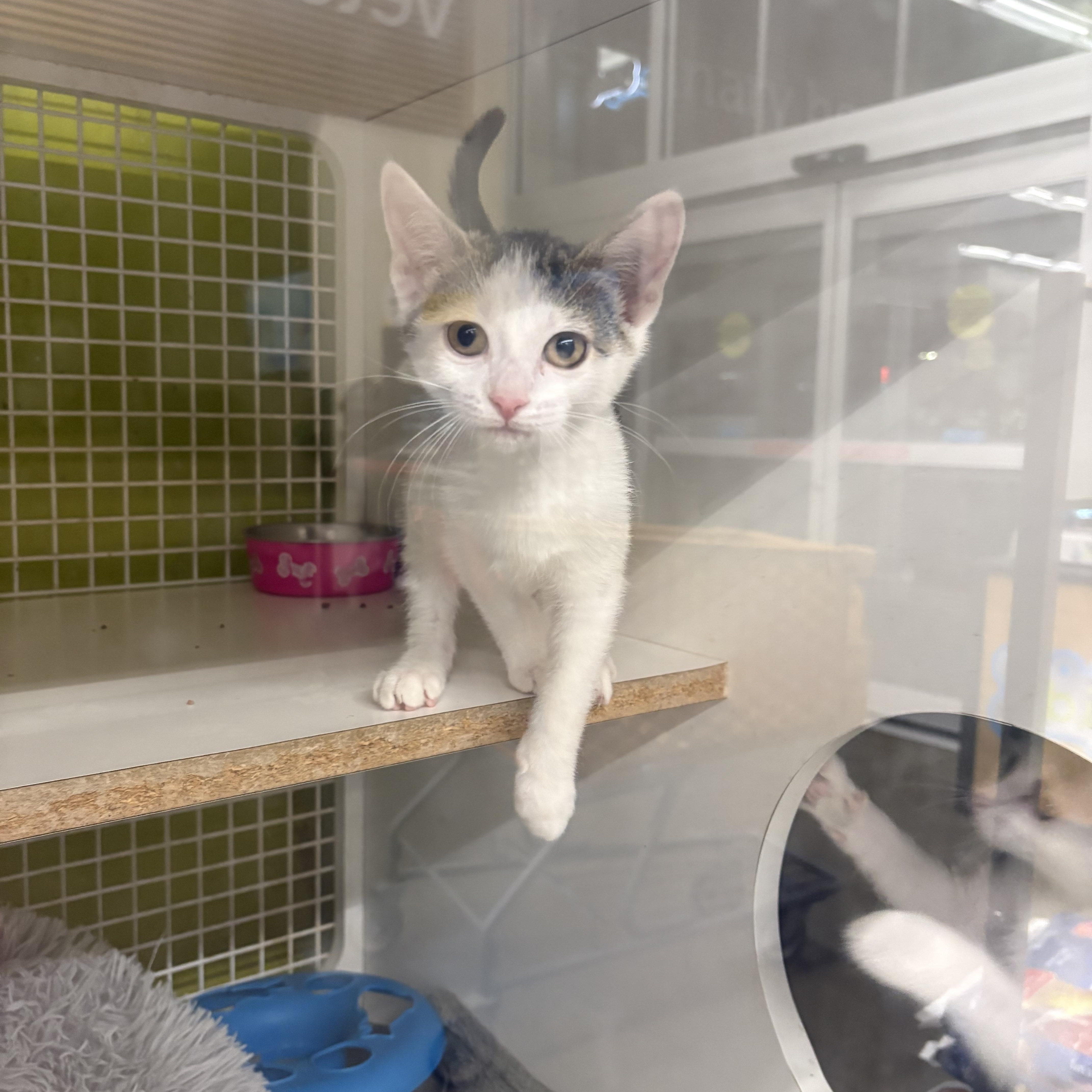 Enlarge Chloe, a Adopted Domestic Short Hair in Staten Island, NY image 3/3