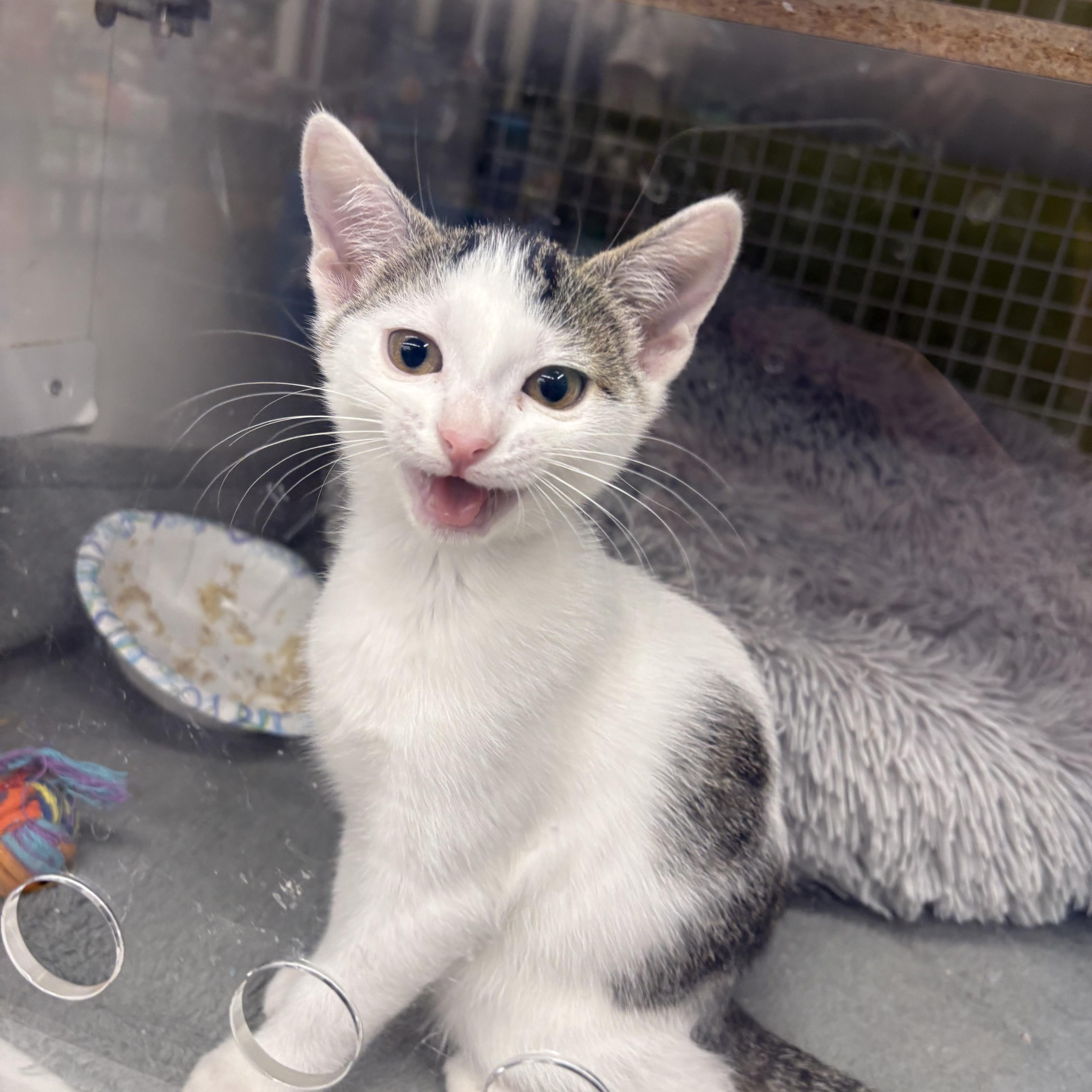 Enlarge Chloe, a Adopted Domestic Short Hair in Staten Island, NY image 2/3