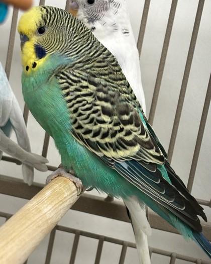 Enlarge Chatot, a Adoptable Parakeet (Other) in New Hope, PA image 1/1