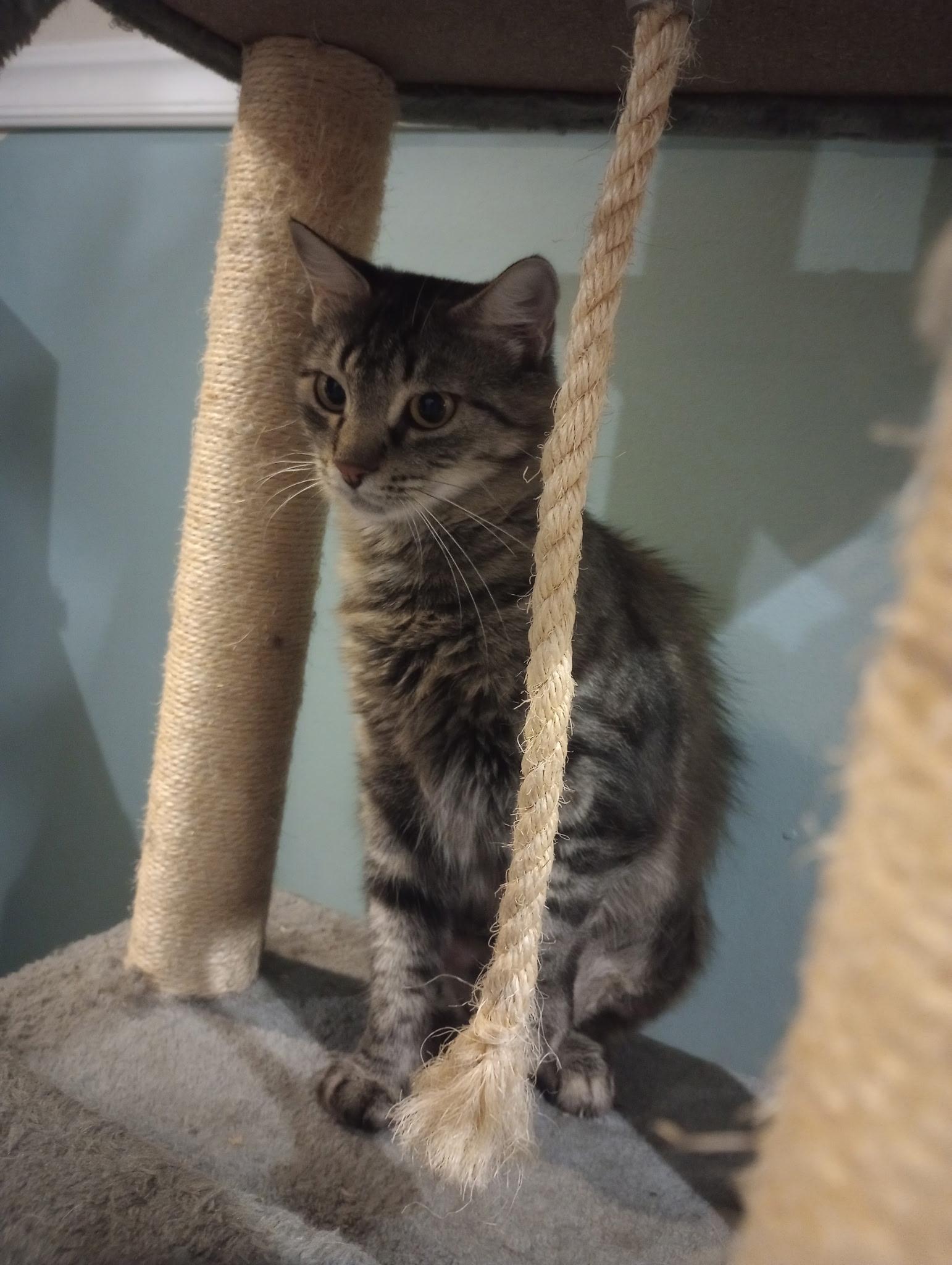 Enlarge Whiskers, a Adoptable Tabby in Wilmington, NC image 2/3