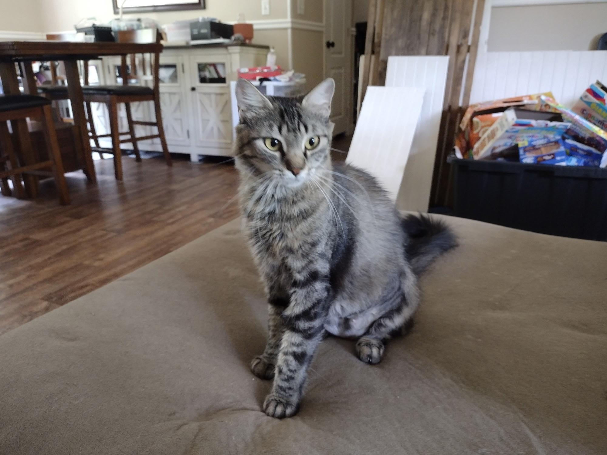 Enlarge Whiskers, a Adoptable Tabby in Wilmington, NC image 1/3