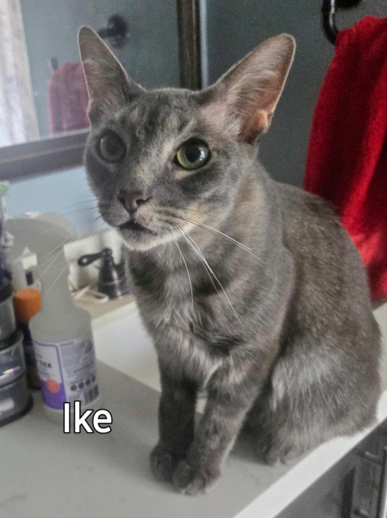 Ike, Adoptable, Adult Male Domestic Short Hair.