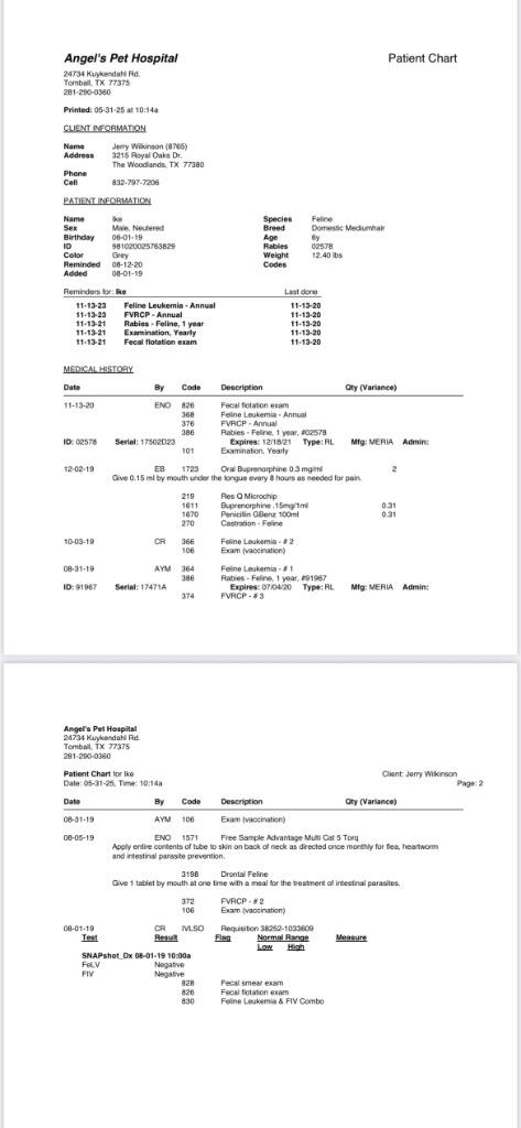 Ike, a Adoptable mixed breed in Spring, TX image 4/4