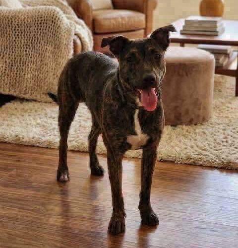 Sosie, Adoptable, Puppy Female Shepherd.