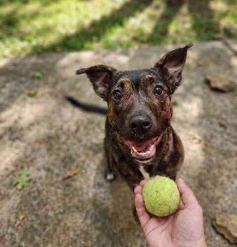 Enlarge Sosie, a Adoptable Shepherd in Broken Arrow, OK image 2/4