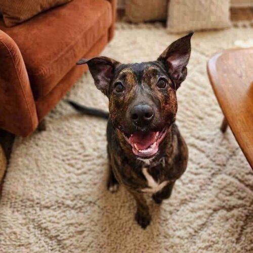 Enlarge Sosie, a Adoptable Shepherd in Broken Arrow, OK image 3/4