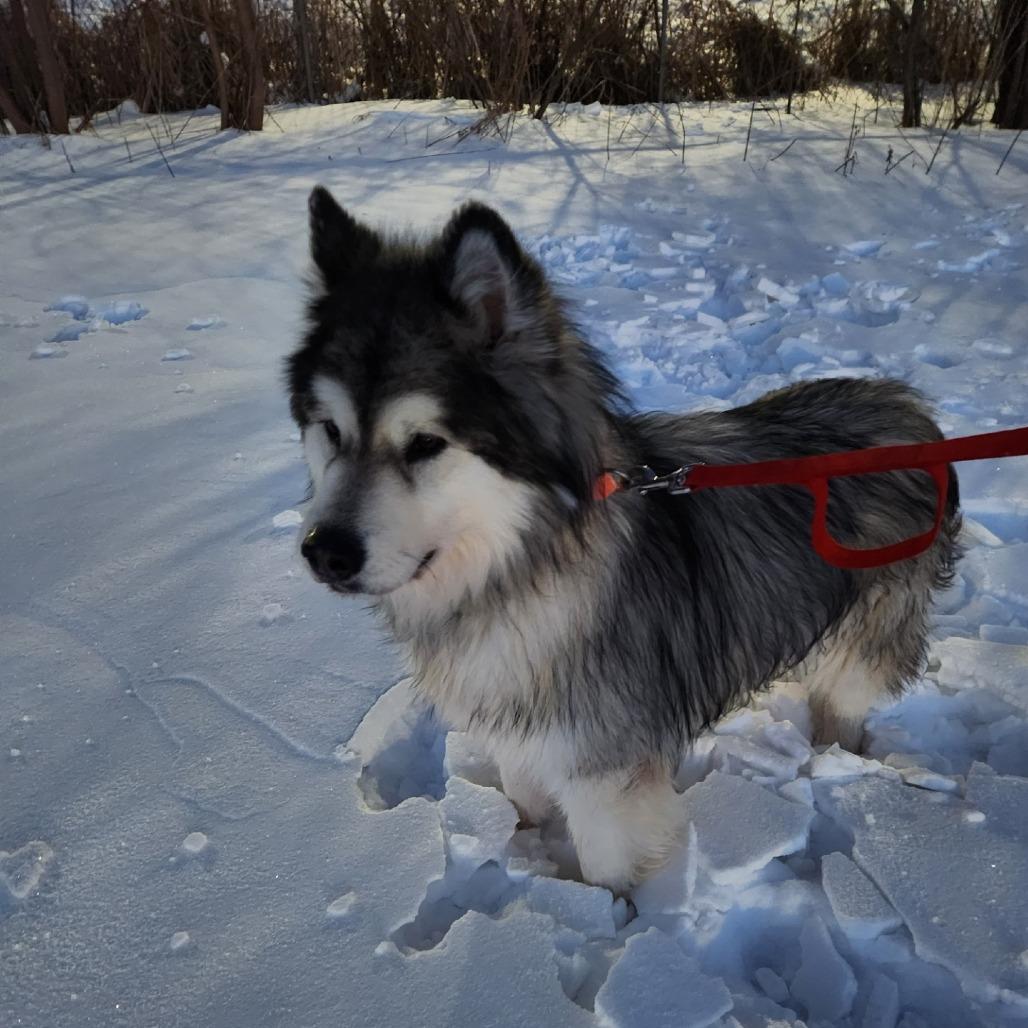 Enlarge Claire, a Adoptable Alaskan Malamute in Brookfield, WI image 1/4