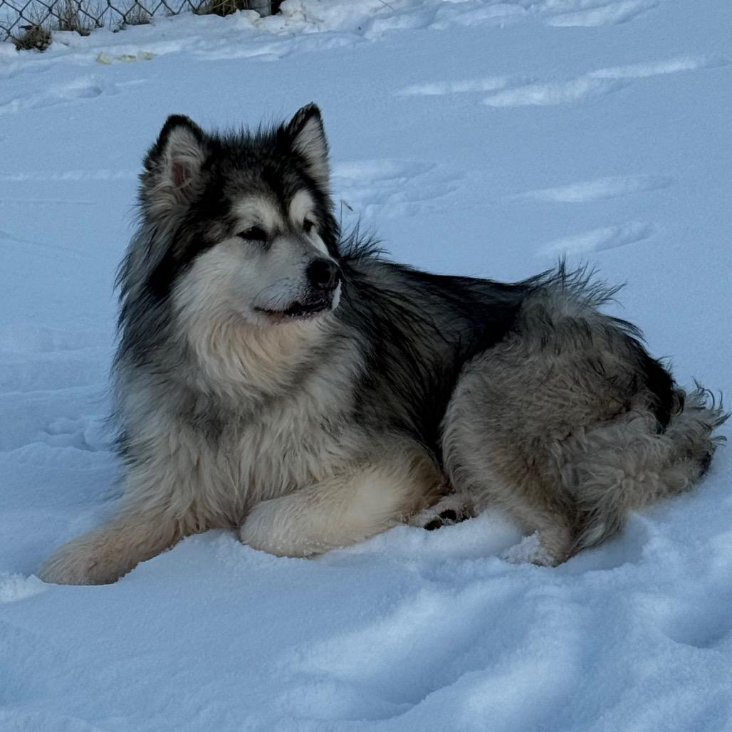 Enlarge Claire, a Adoptable Alaskan Malamute in Brookfield, WI image 4/4