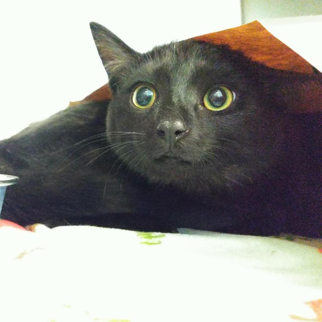 Binky, Adoptable, Senior Female Domestic Short Hair.