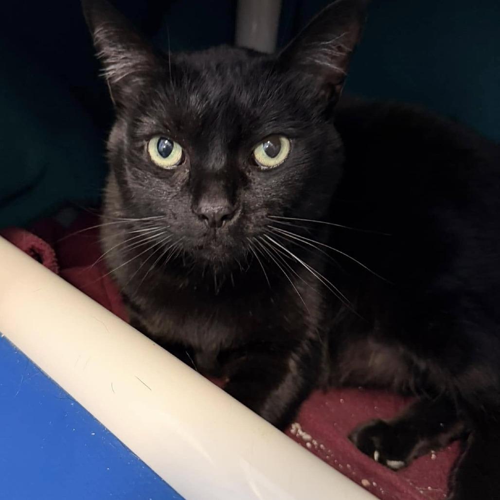 Binky, a Adoptable Domestic Short Hair in Grand Rapids, MI image 2/4