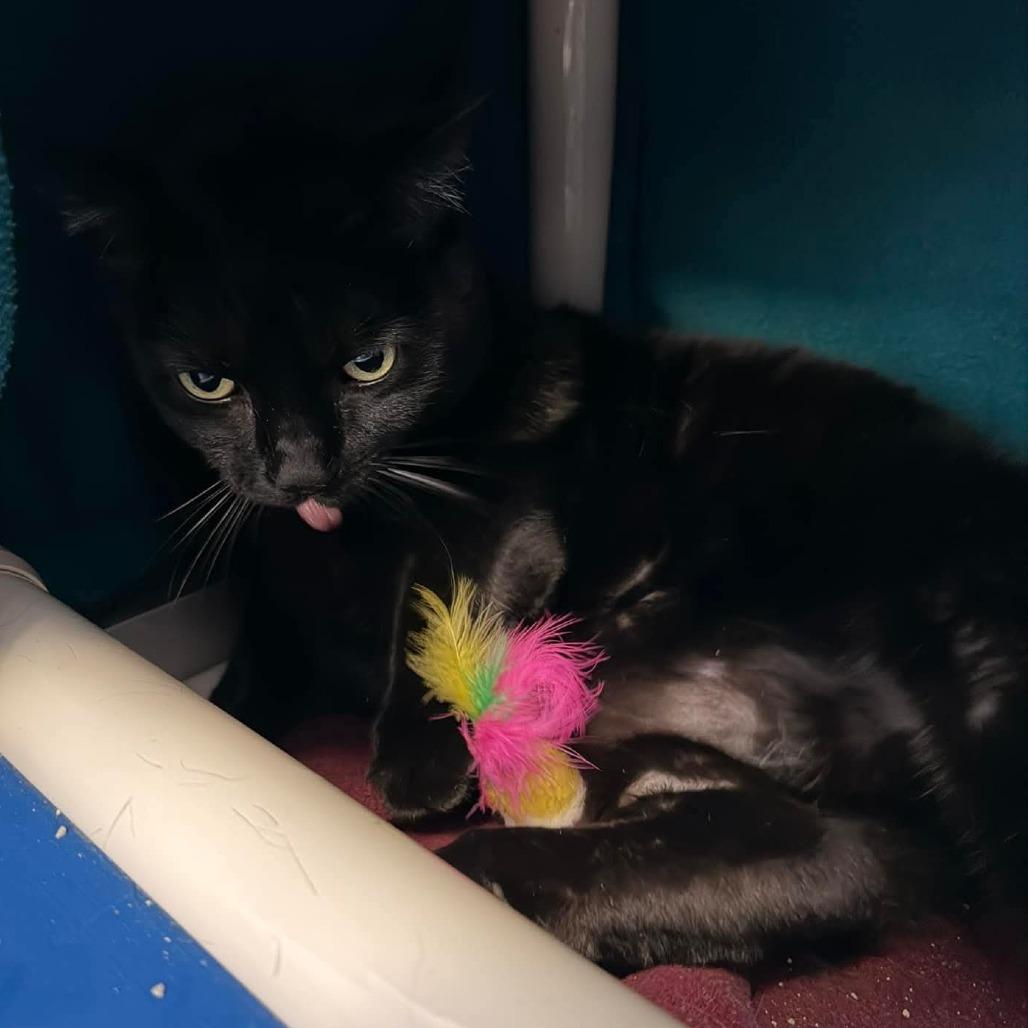 Binky, a Adoptable Domestic Short Hair in Grand Rapids, MI image 3/4