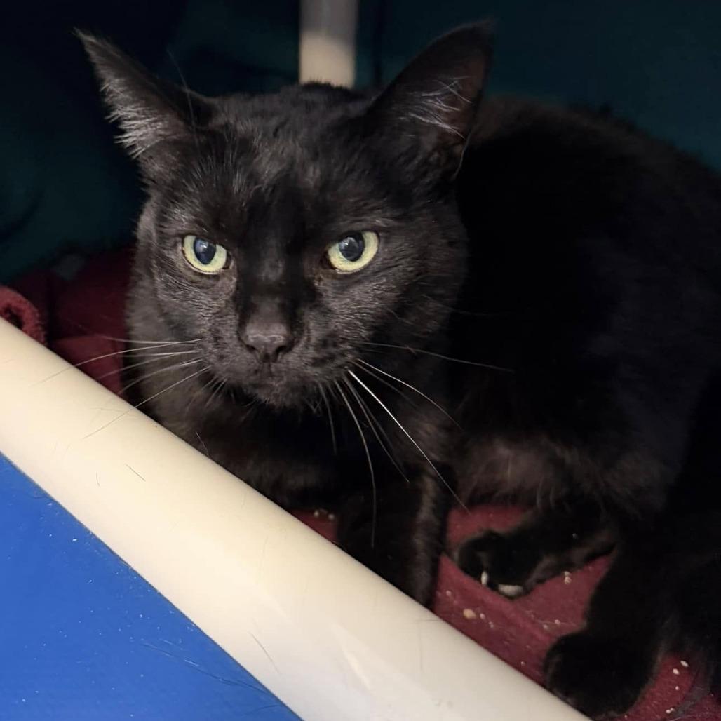 Binky, a Adoptable Domestic Short Hair in Grand Rapids, MI image 4/4