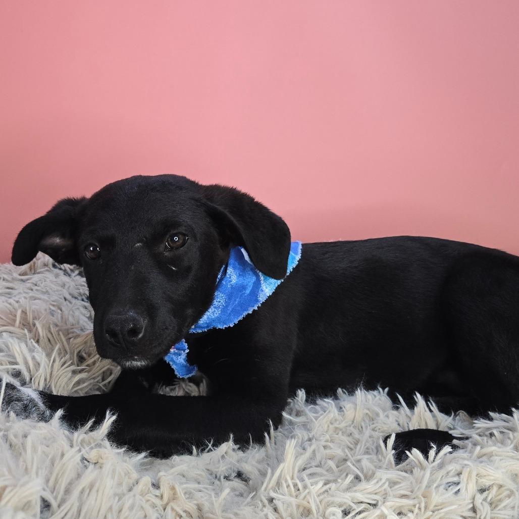 Idris, a Adoptable mixed breed in San Antonio, TX image 1/6