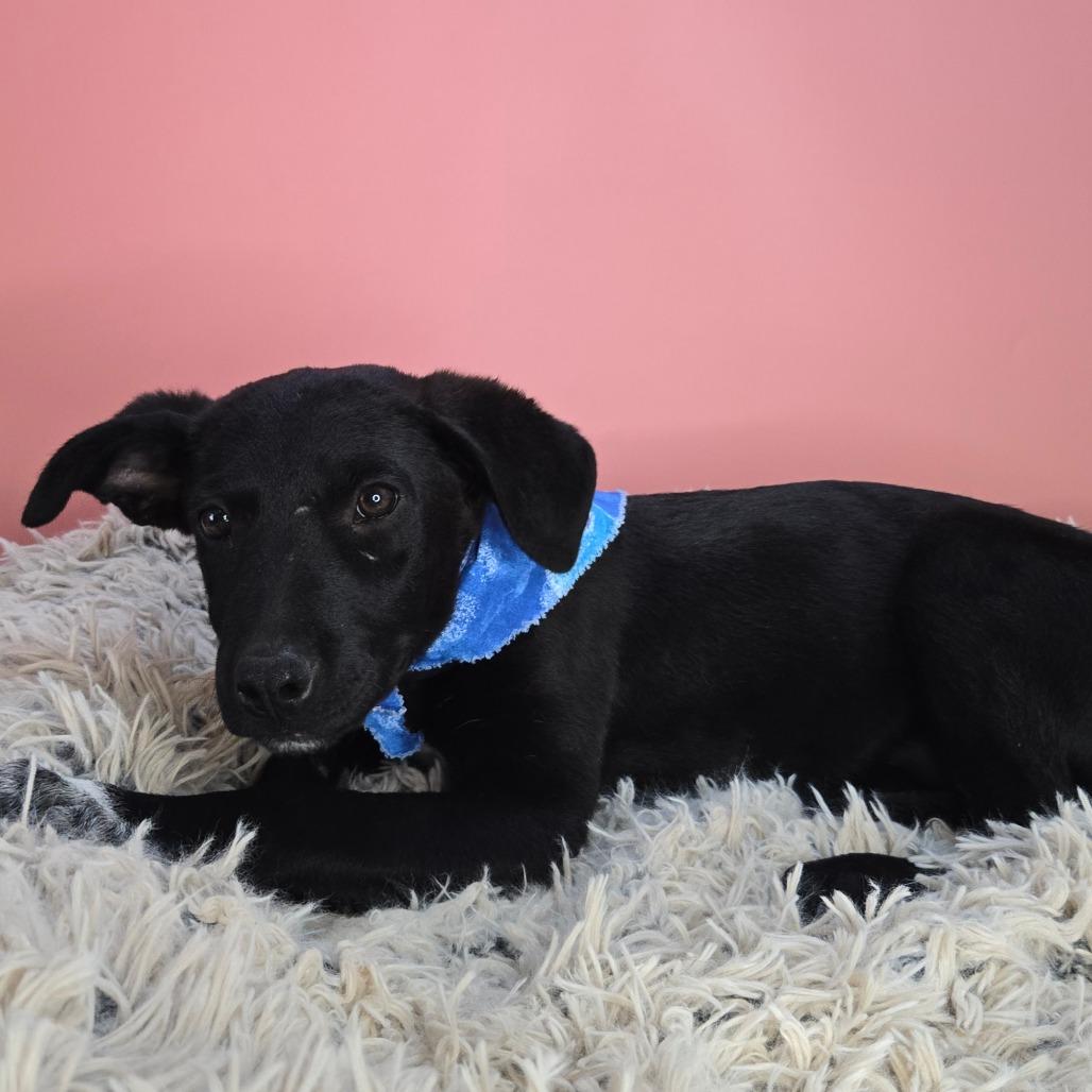 Idris, a Adoptable mixed breed in San Antonio, TX image 2/6