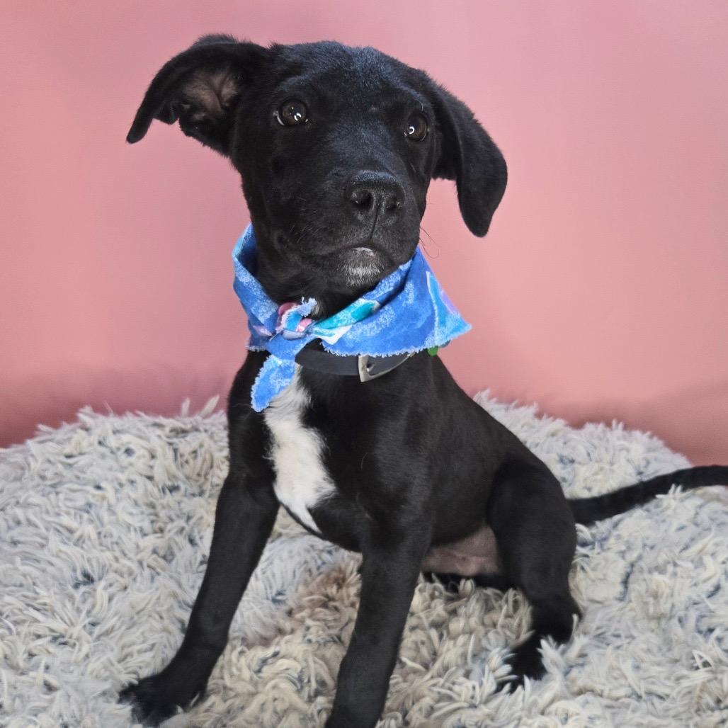 Idris, Adoptable, Young Male Black Labrador Retriever & Shepherd.